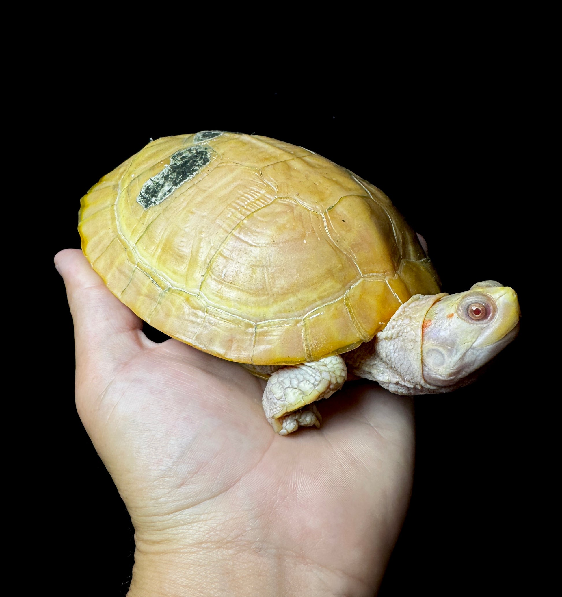Albino Red Ear Slider 4-5”