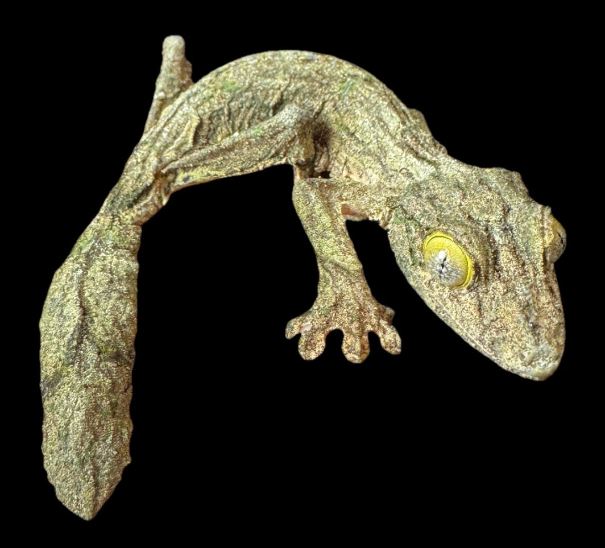 Geckos – AquaTerra Exotic Pets
