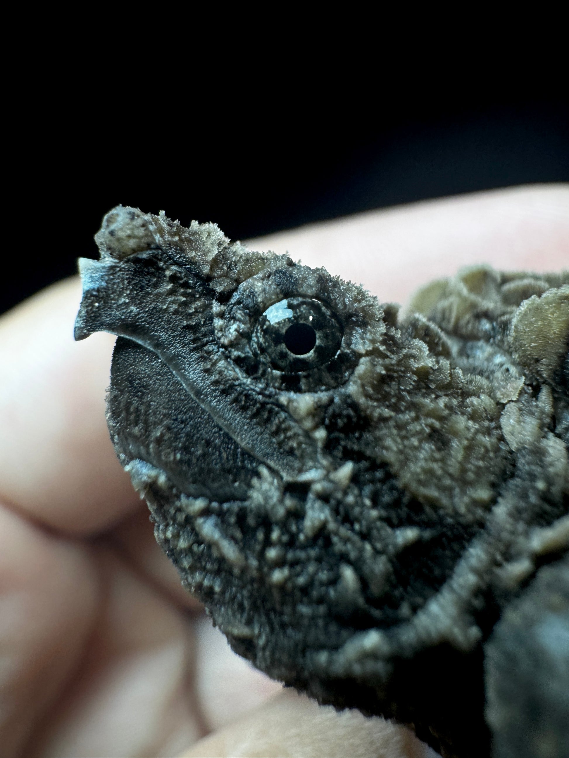 USACB Baby Alligator Snapping Turtle