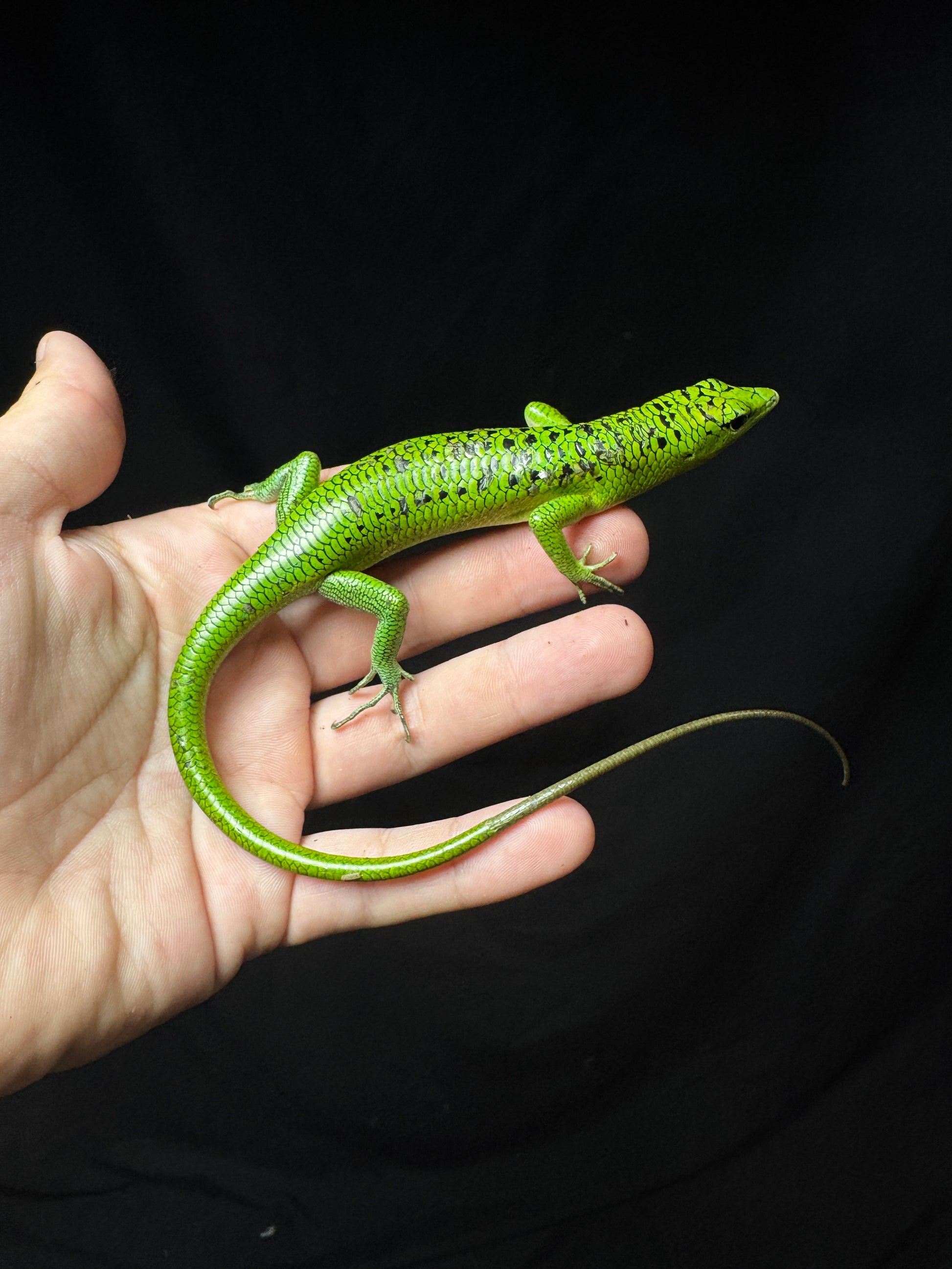 #2 Male Black Spotted Emerald Tree Skink