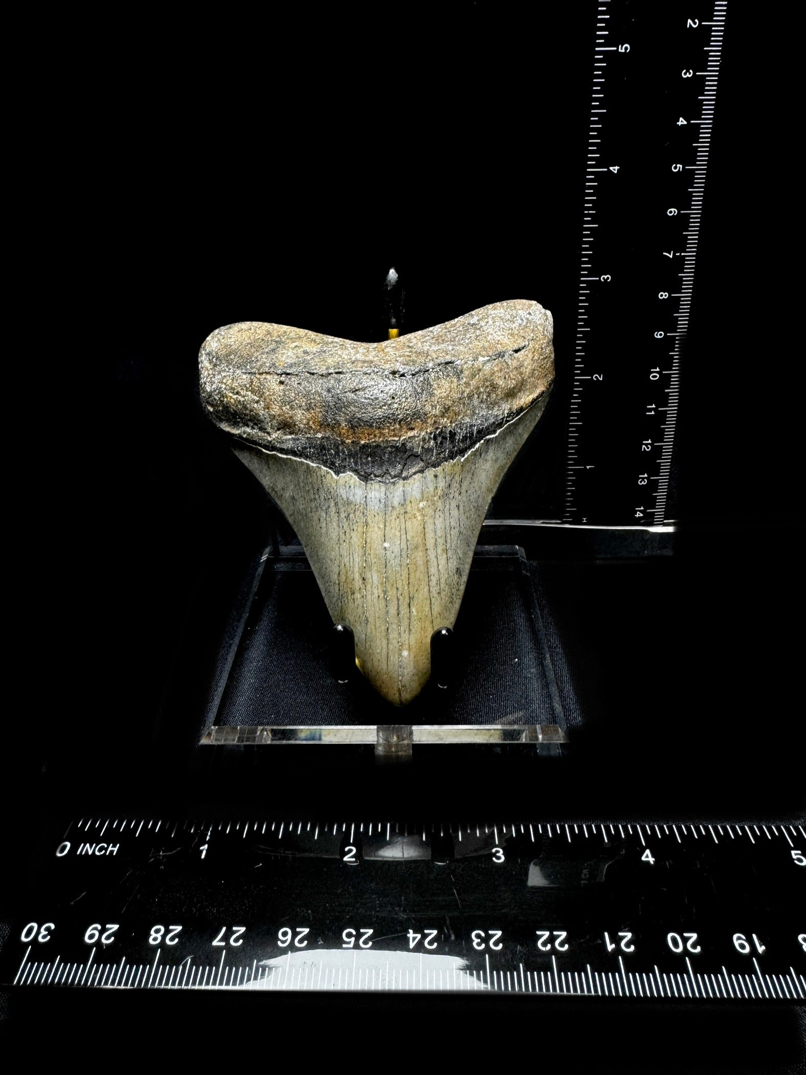 #10 3.75” Meg Tooth