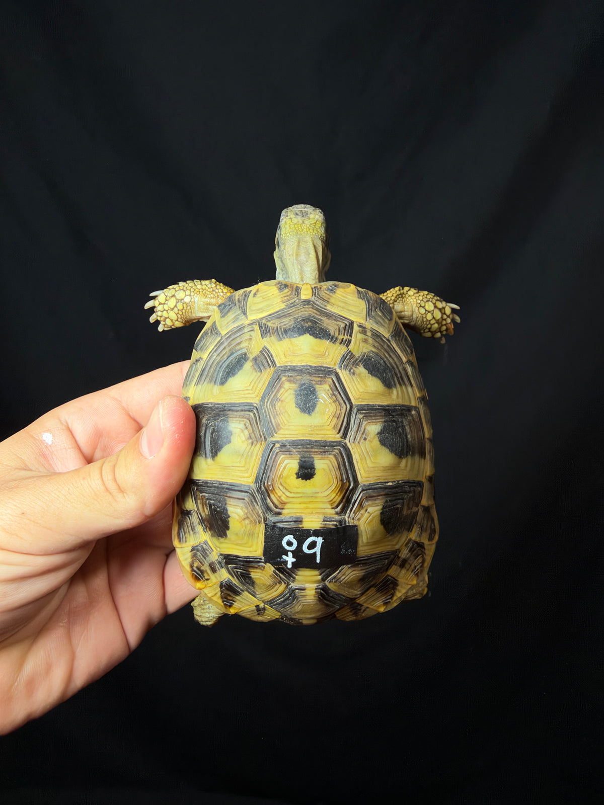 #9 Female Hermann’s Tortoise