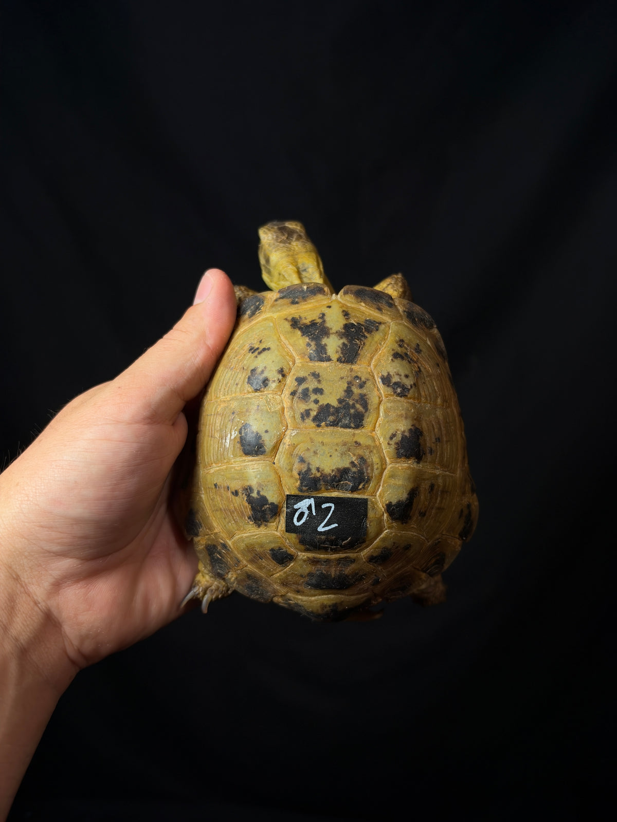 #2 Russian Tortoise Male