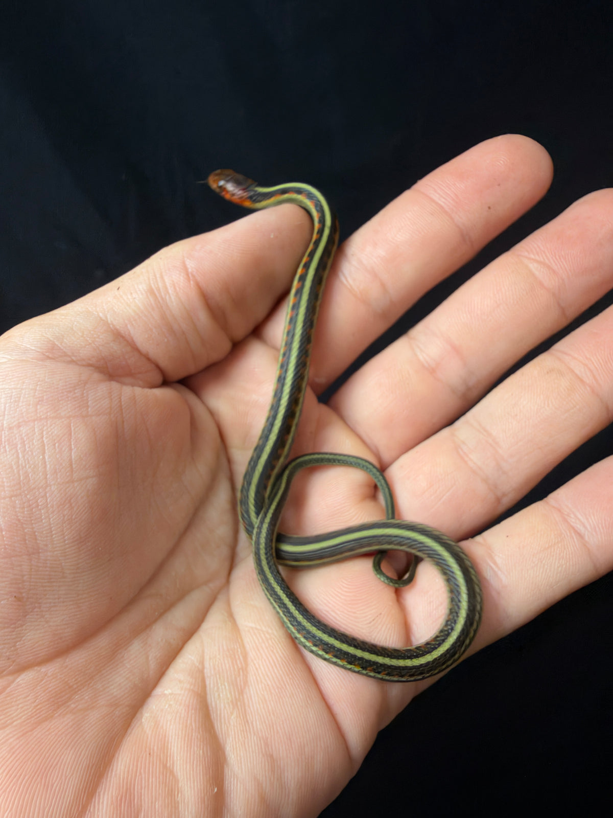 Cali Red Sided Garter Snake