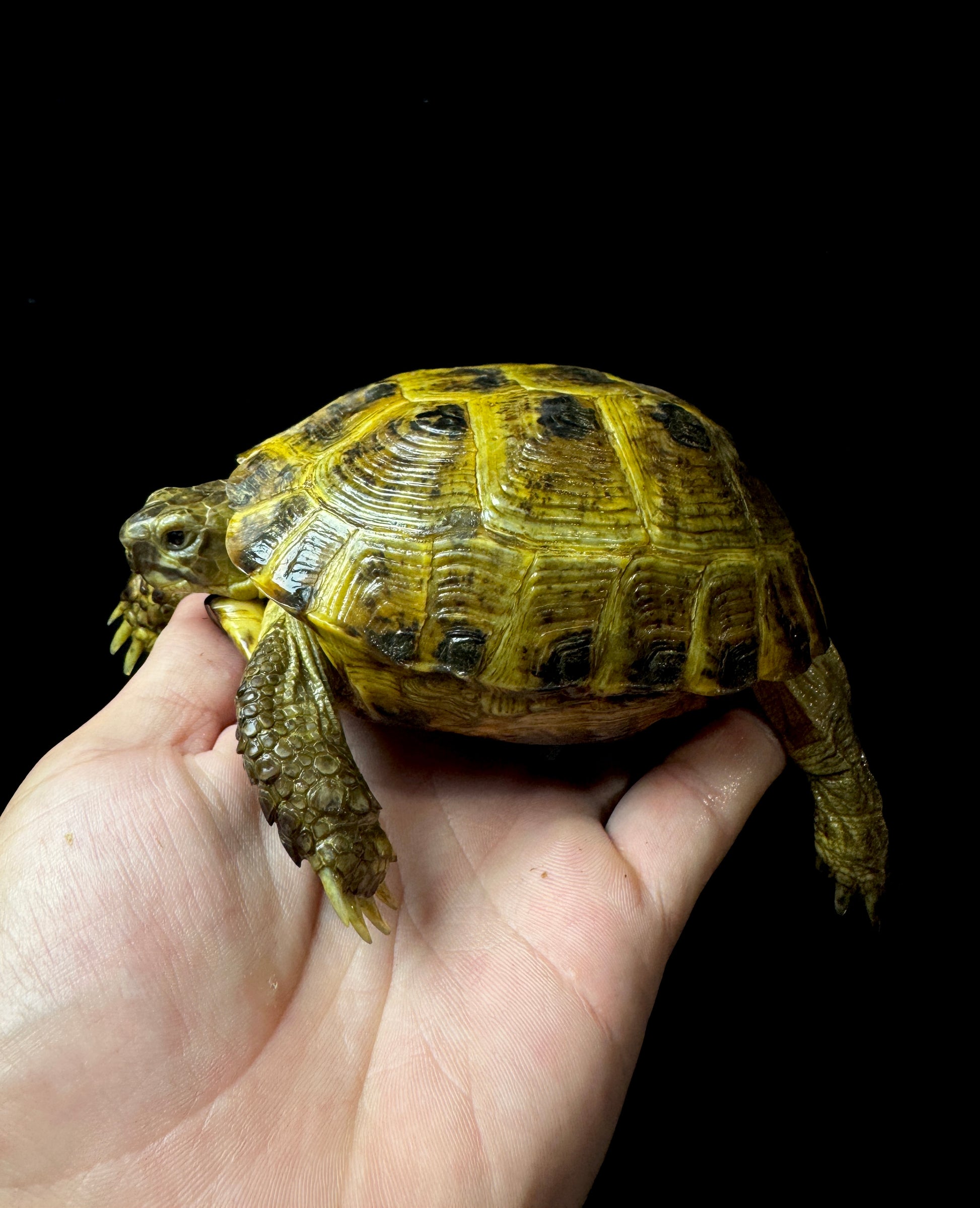 #29 Female Russian Tortoise
