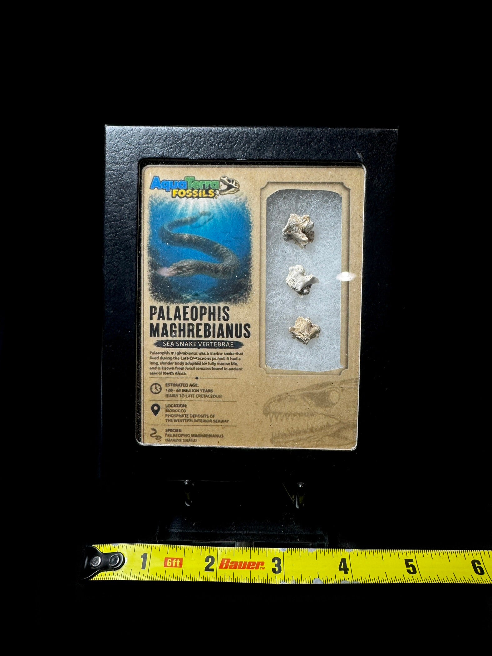 Extinct Giant Sea Snake Vertebrae With Case (Palaeophis Maghrebianus)