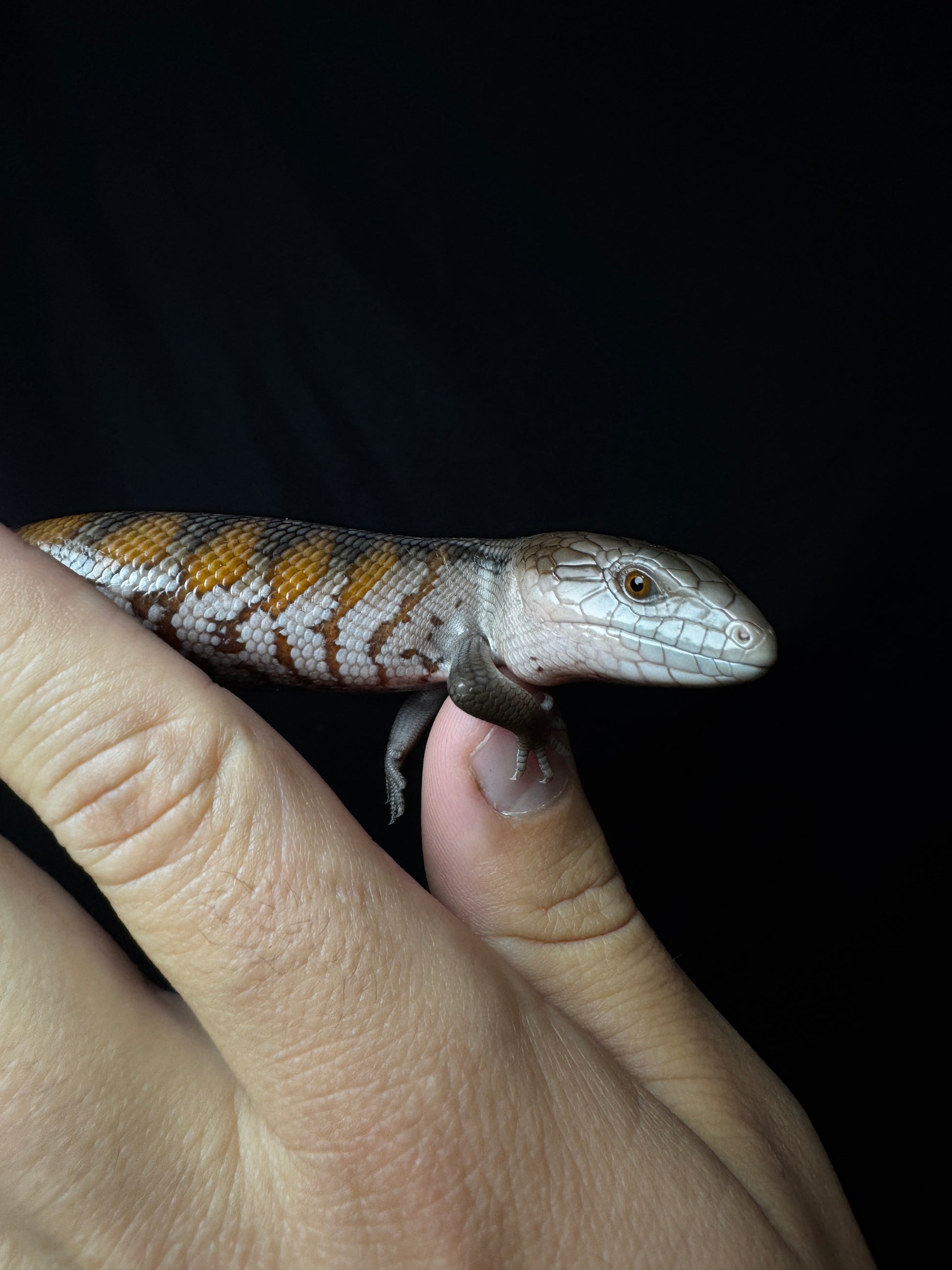 #5 USACB Northern Blue Tongue Skink