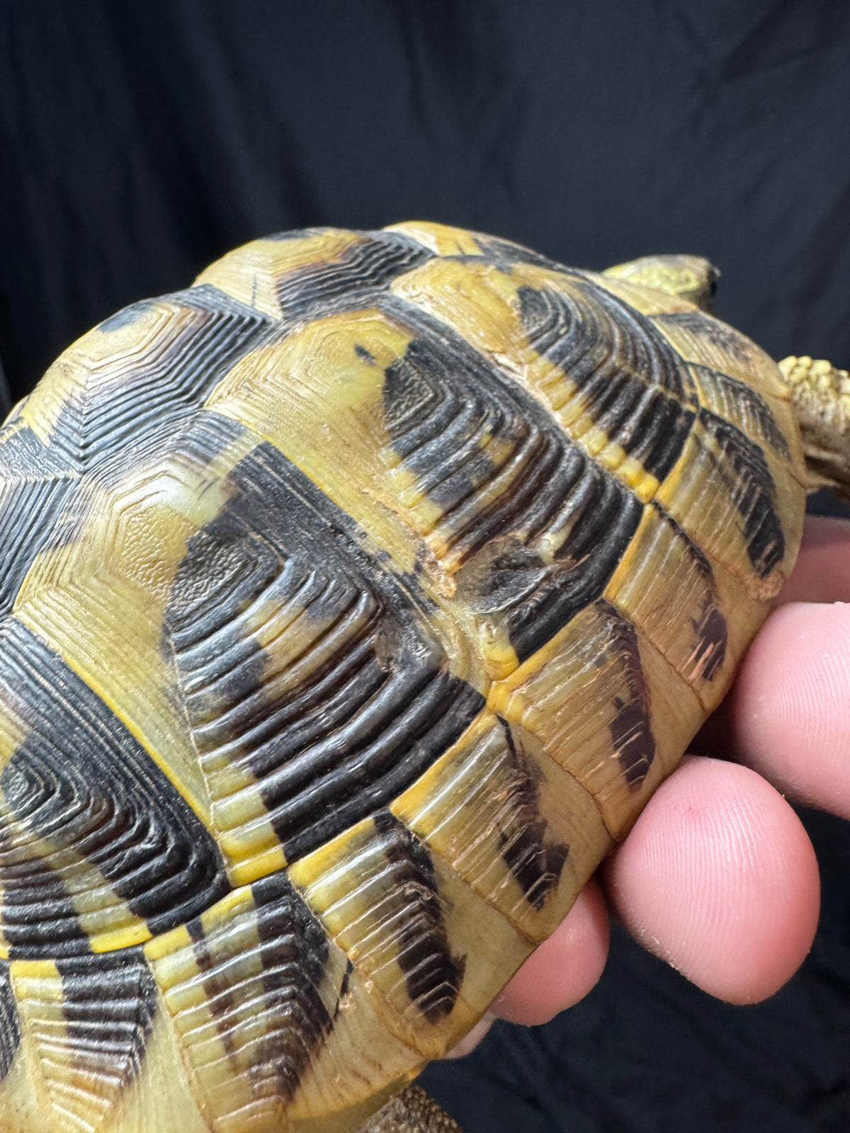 #4 Female Hermann’s Tortoise