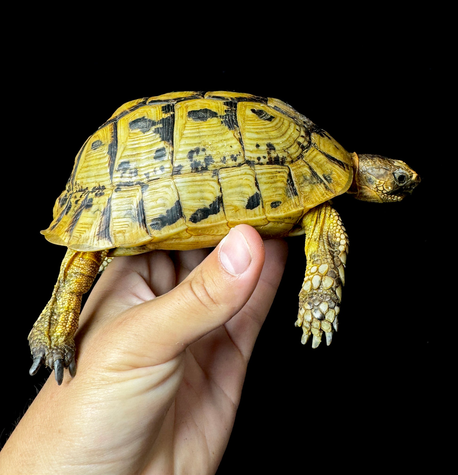 Female Greek Tortoise! #1