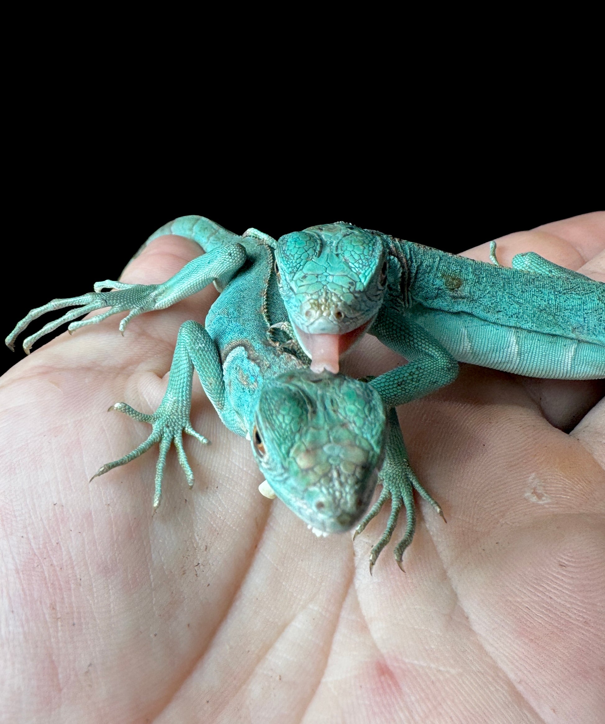 Blue Iguana Baby!