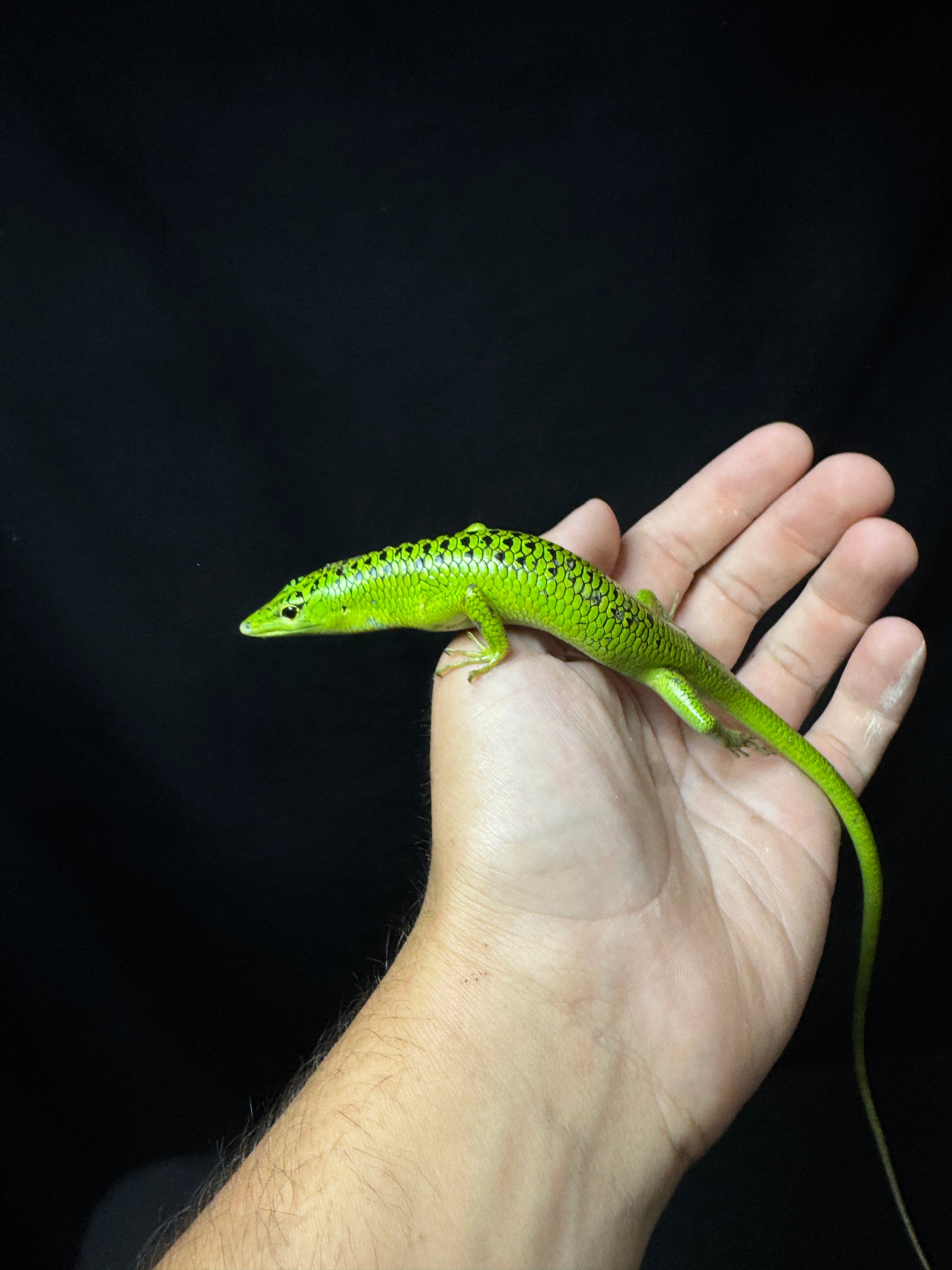 #11 XXL Male Baby Black Spotted Emerald Tree Skink
