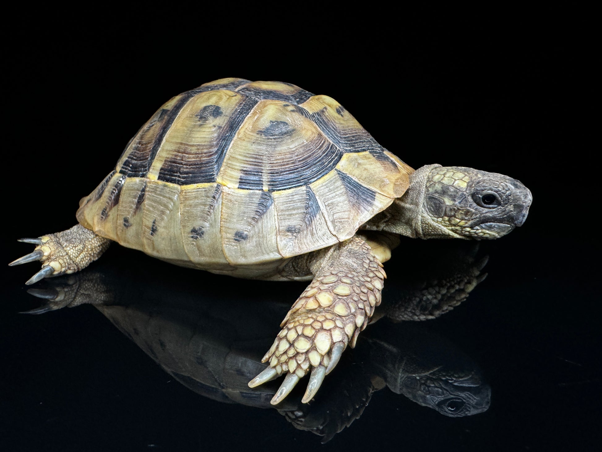 4-5” Hermann’s Tortoise CBB