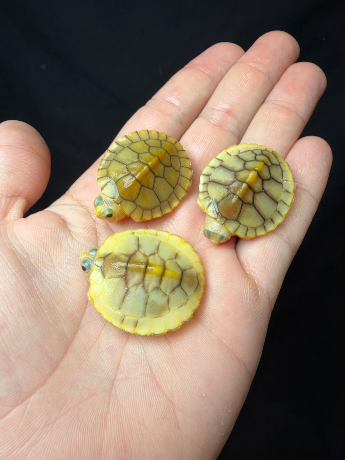 Pink Caramel Red Eared Slider