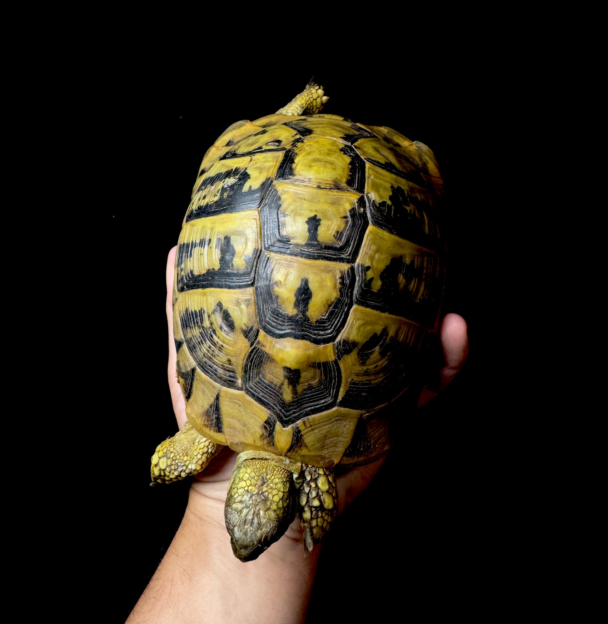 CB Exact Female Hermann’s Tortoise #6