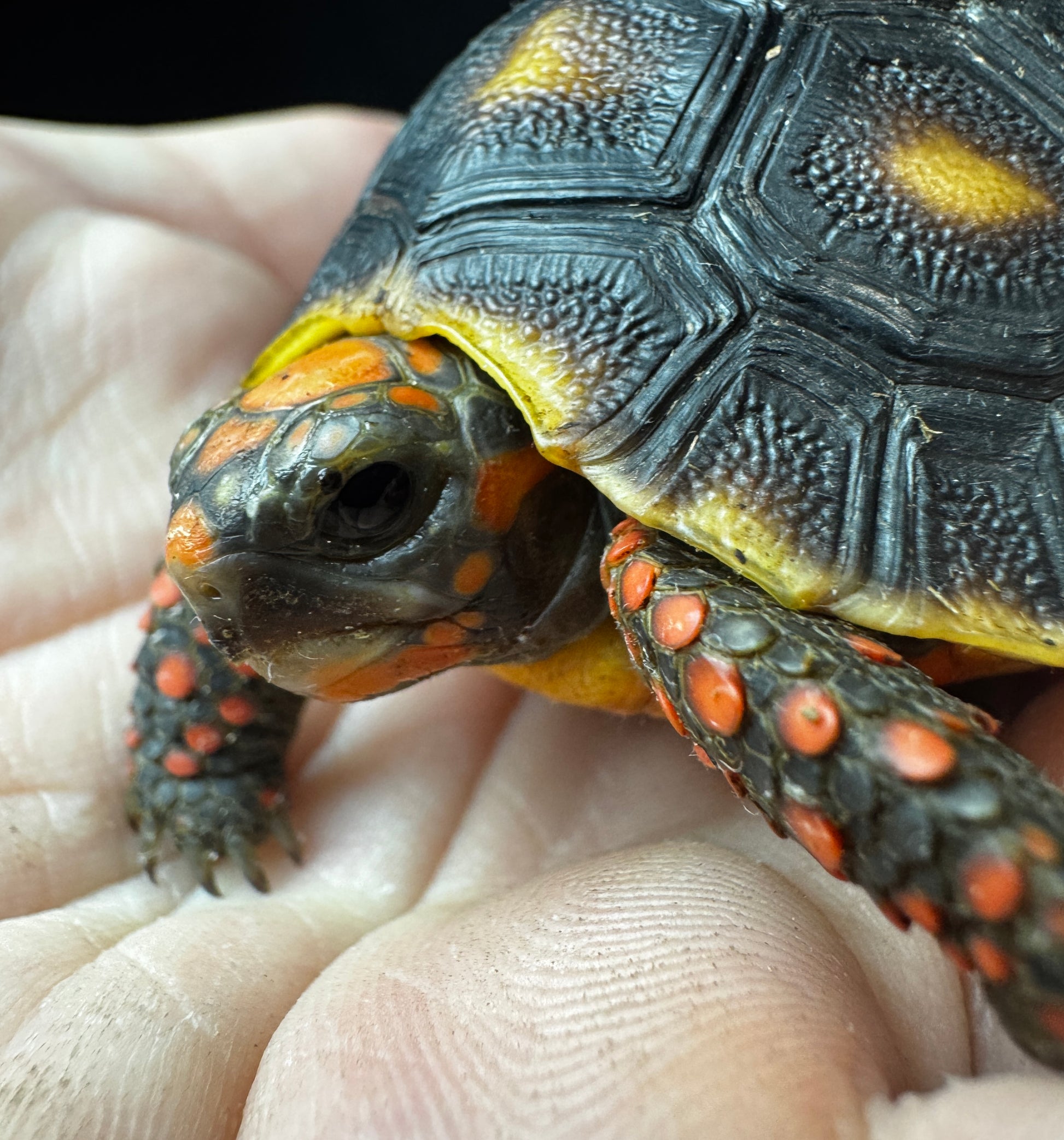 USACB RedFoot Tortoise