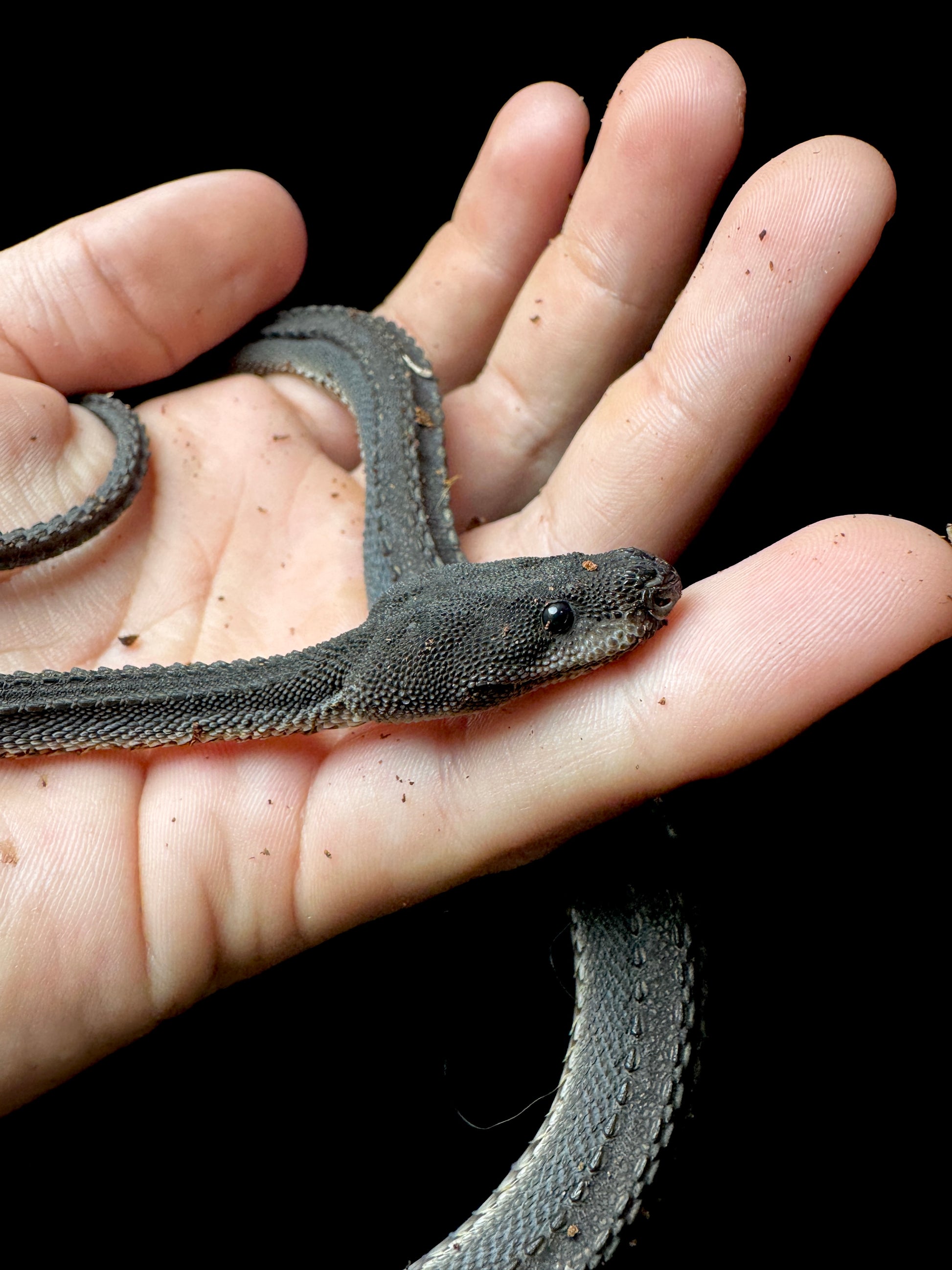 GIANT Dragon Snake!