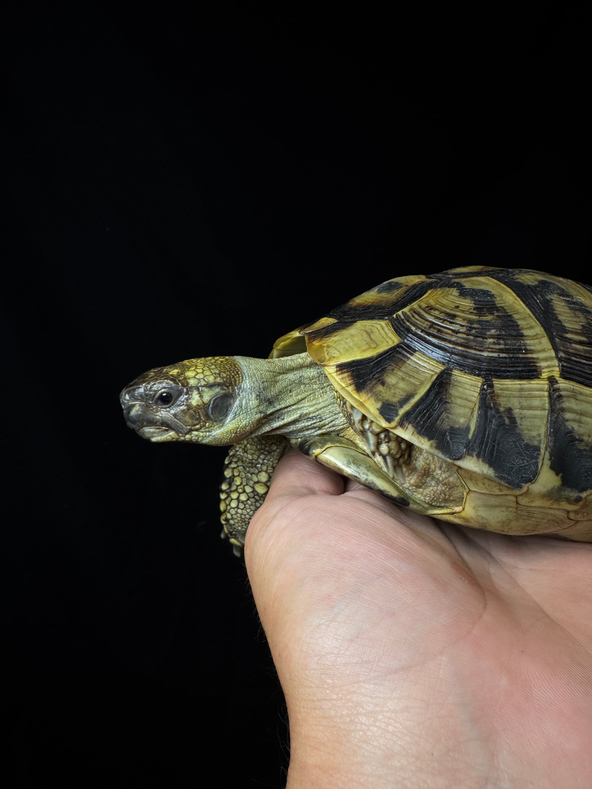 CB Breeder Male Herman’s #3