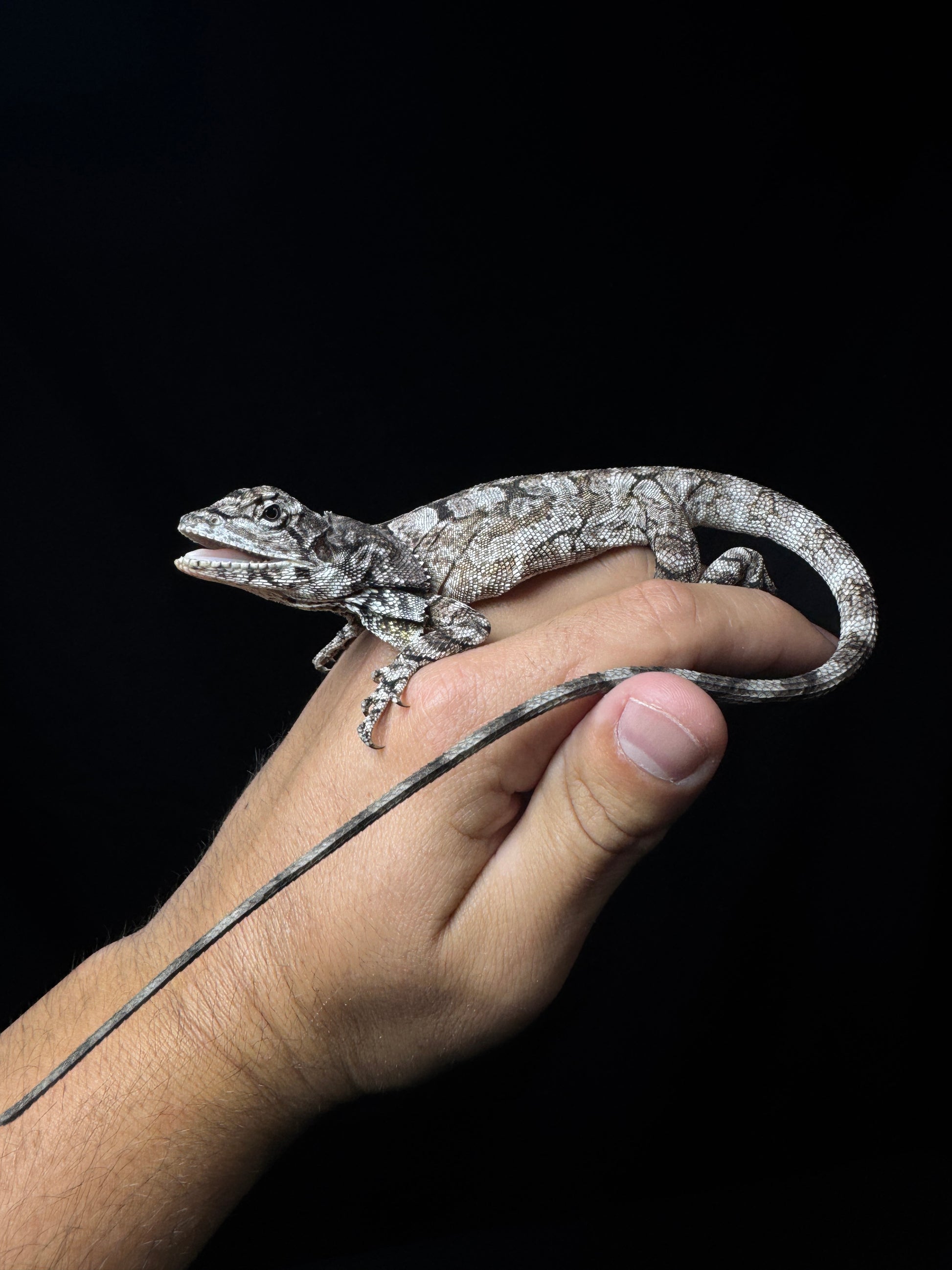 Frilled Dragon!