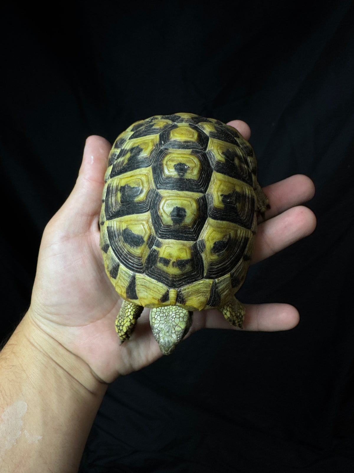 #2 USACB Female Hermann’s Tortoise