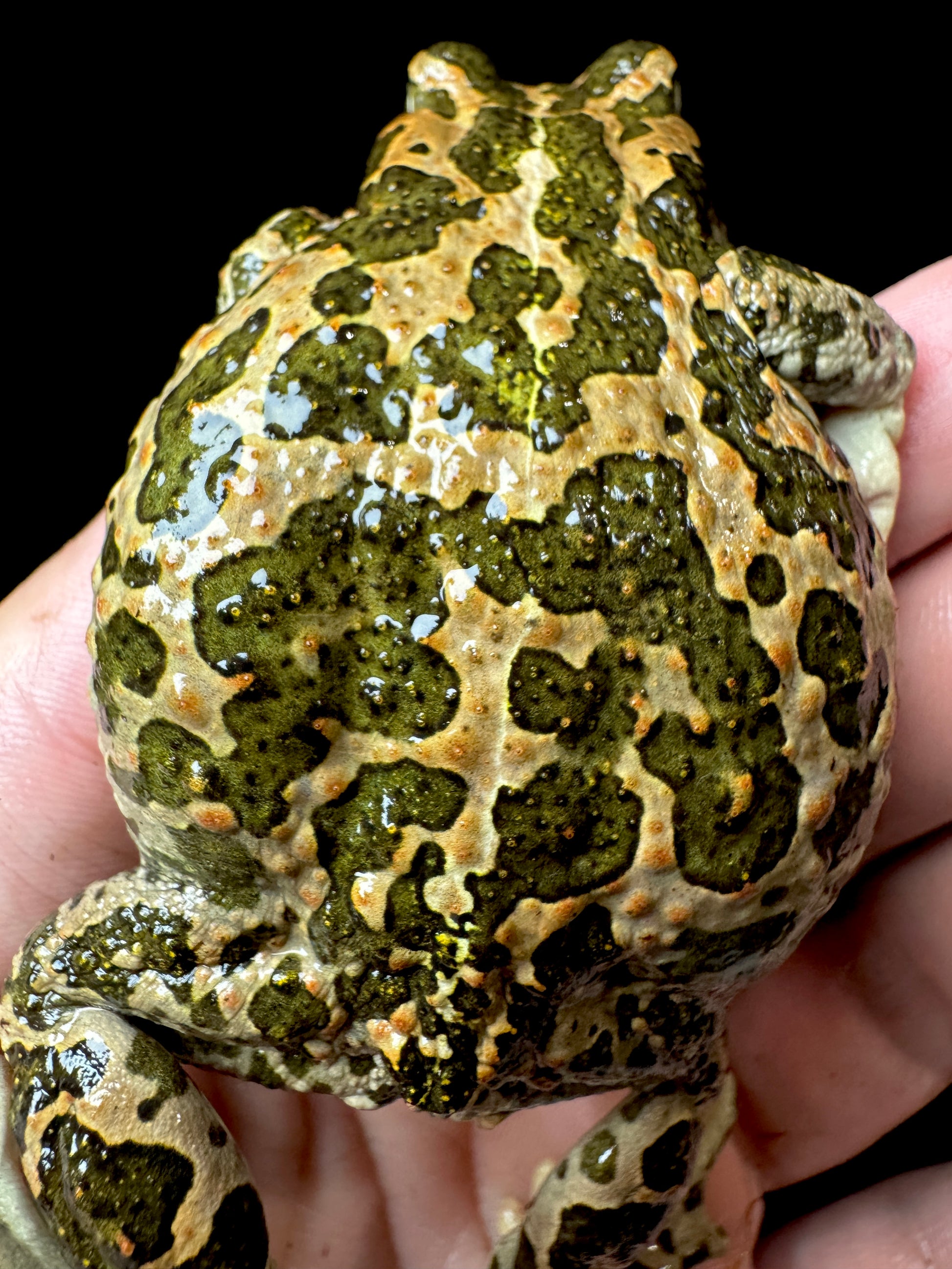 Golden Toad