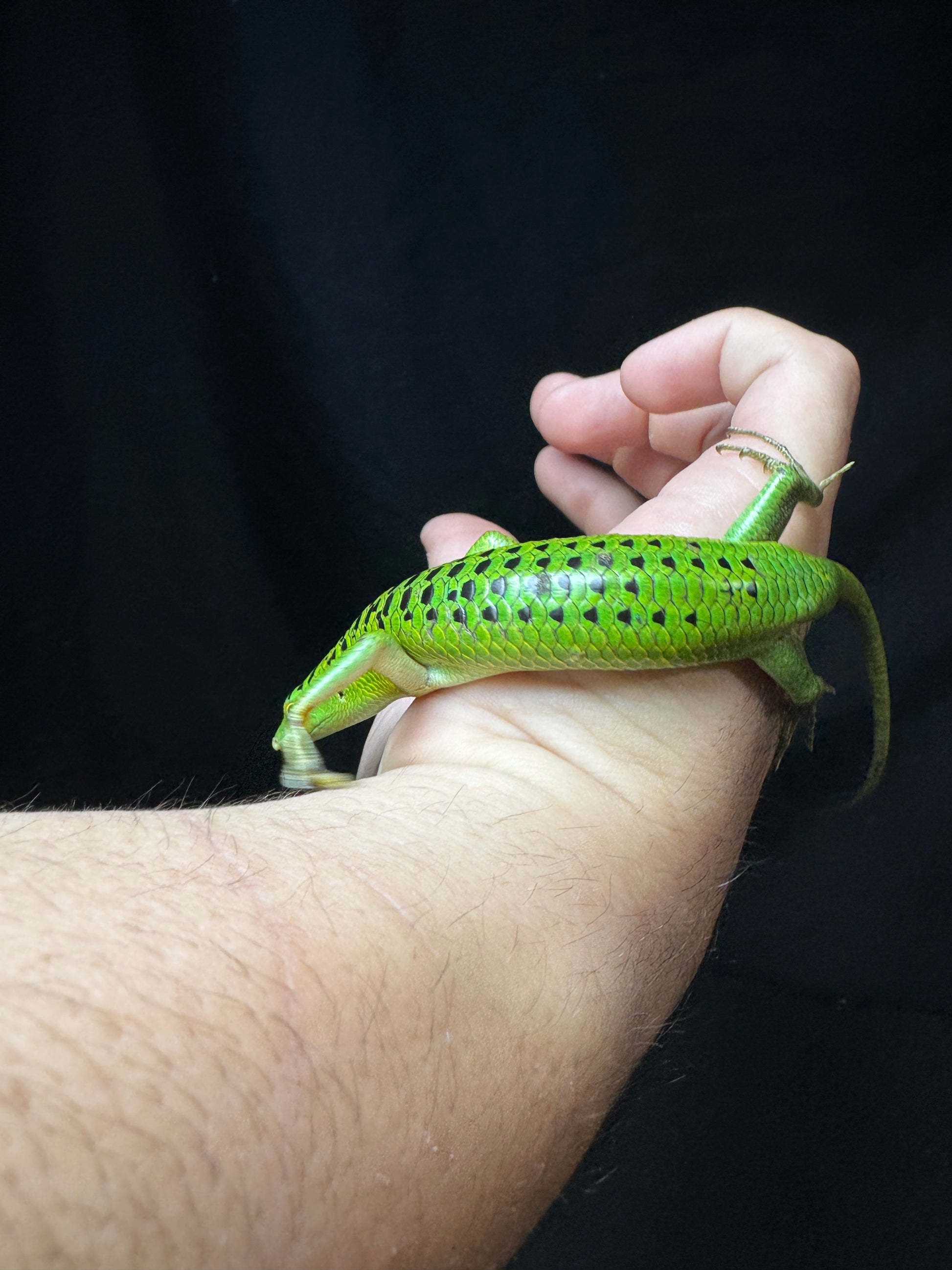 #7 Female Black Spotted Emerald Tree Skink