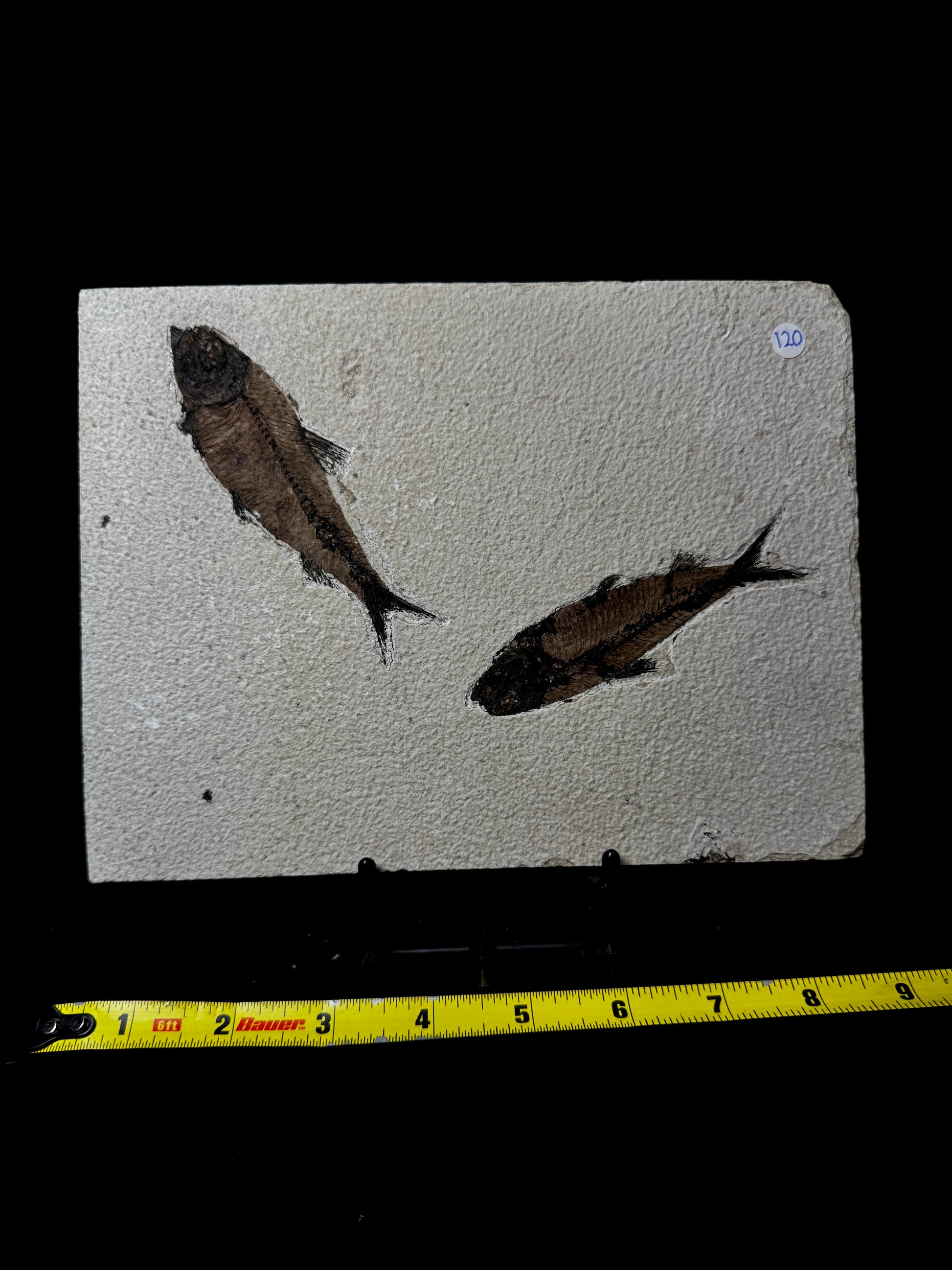 #3 Fish Plate