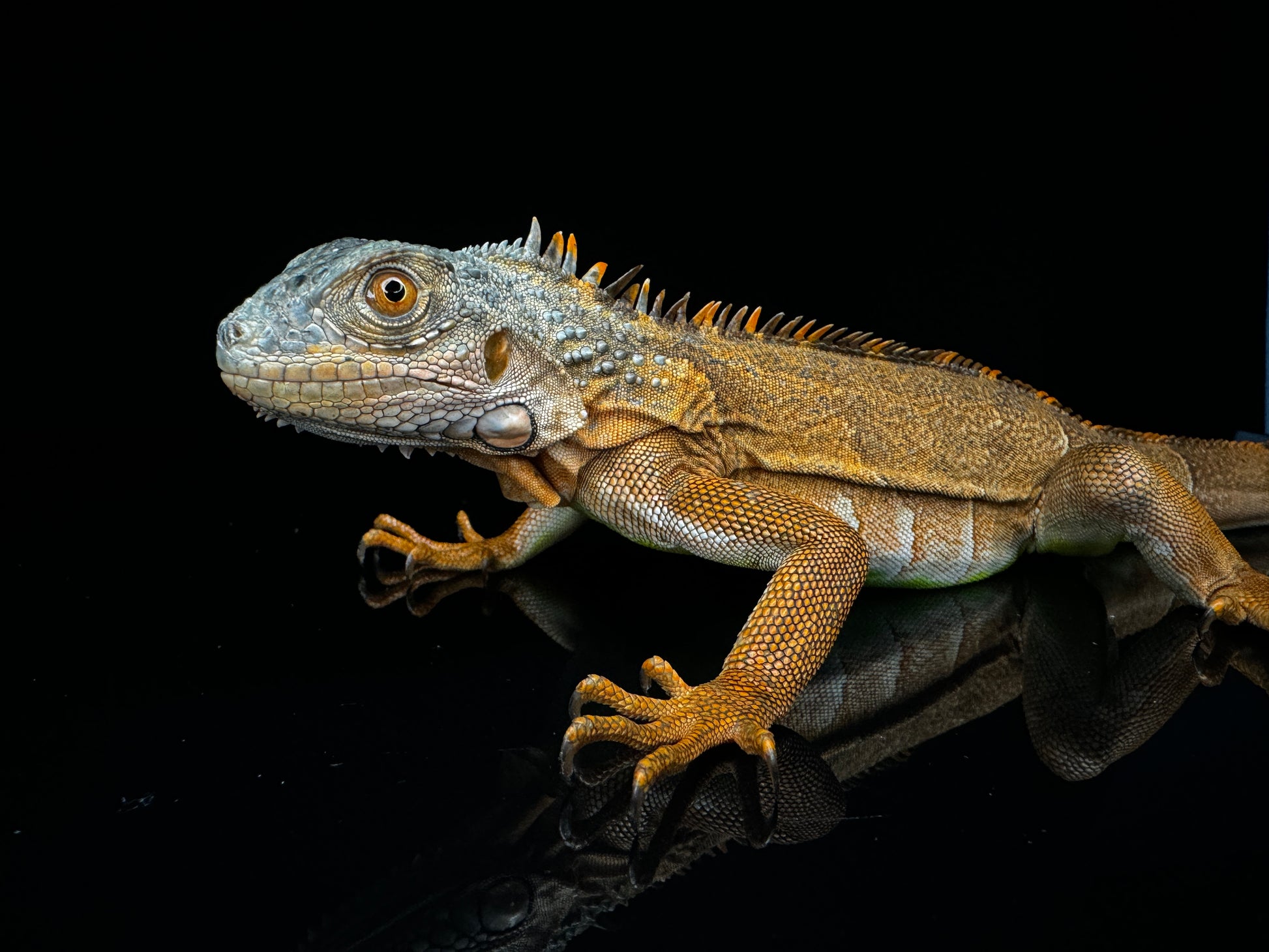 Red Iguana 18”