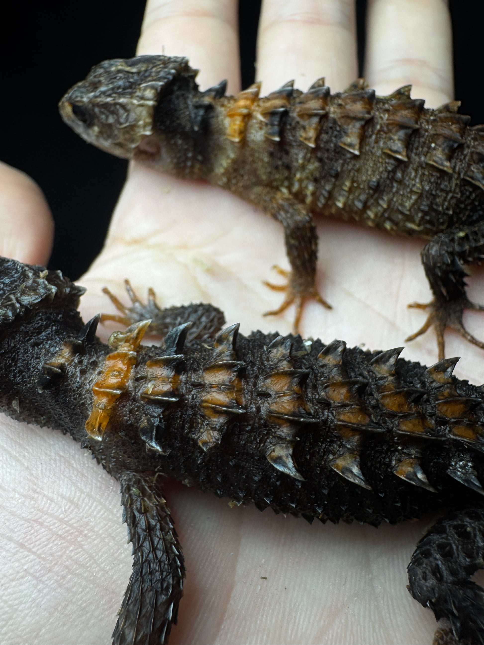 Flame Crocodile Skink Pair!
