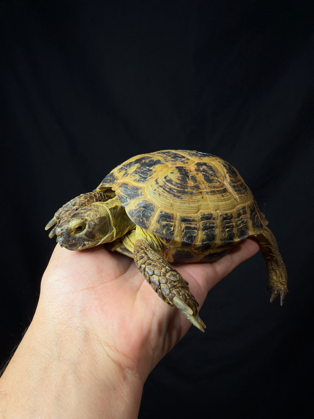 #3 Russian Tortoise Male