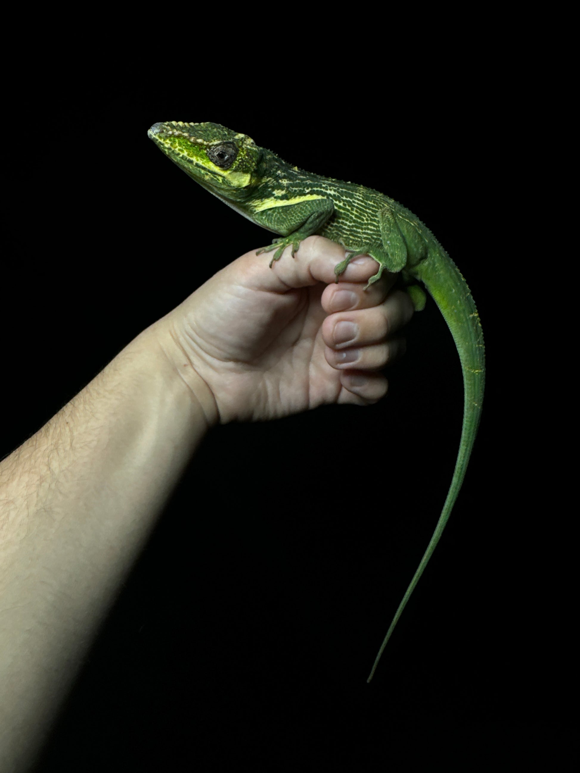 Adult Knight Anole
