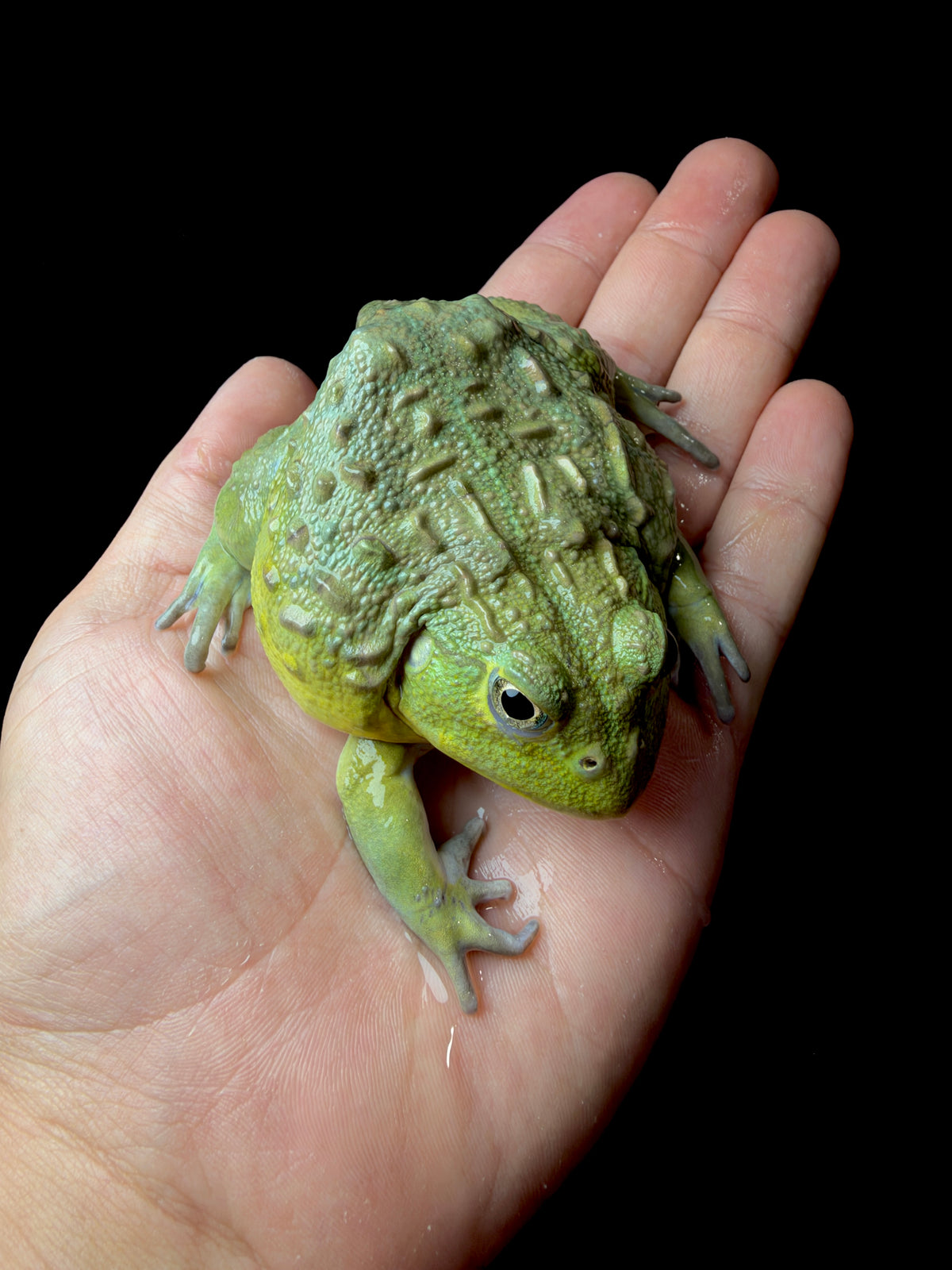 Medium Pixie Frogs!
