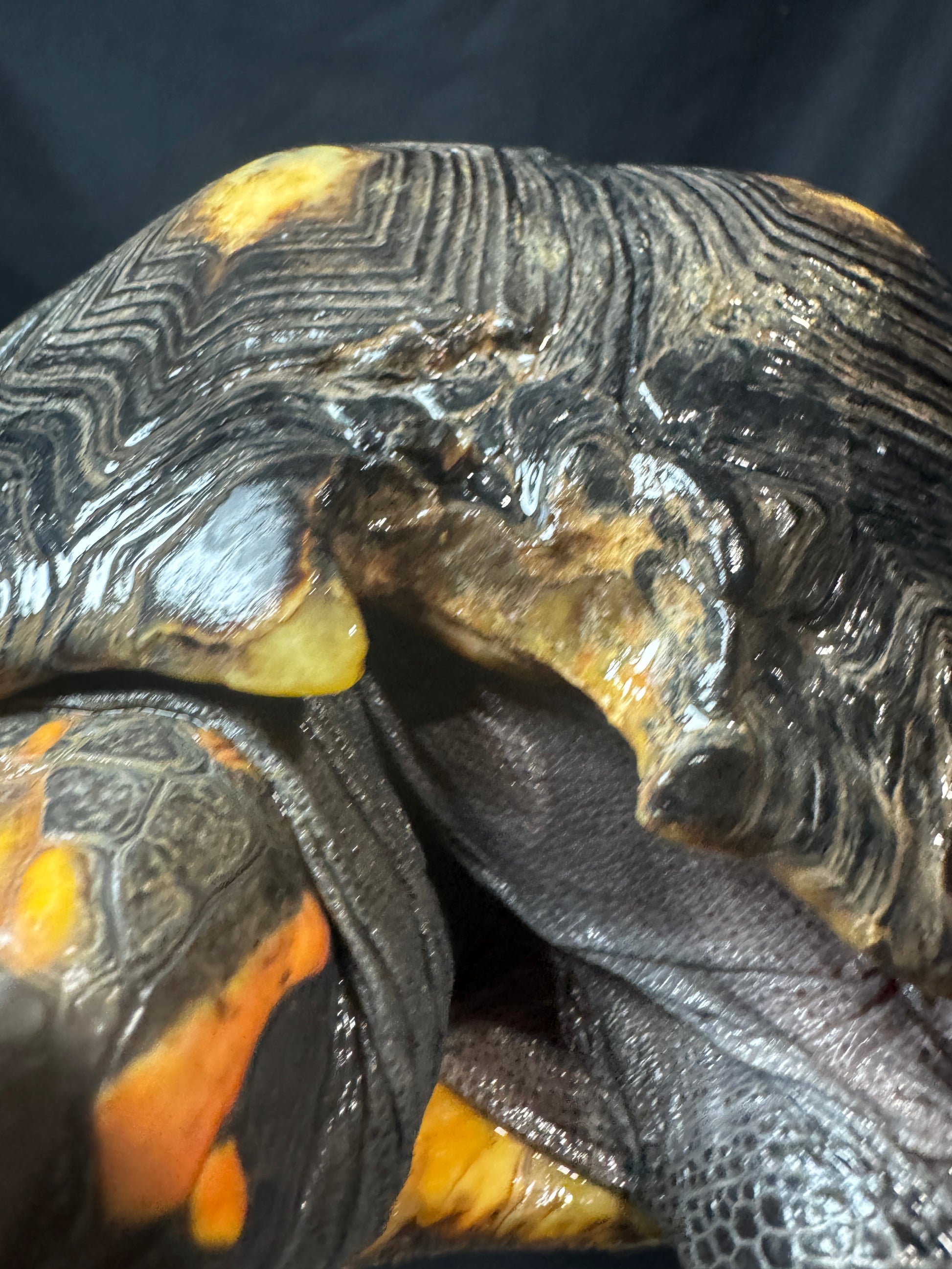 #51 B Grade Adult male Redfoot!