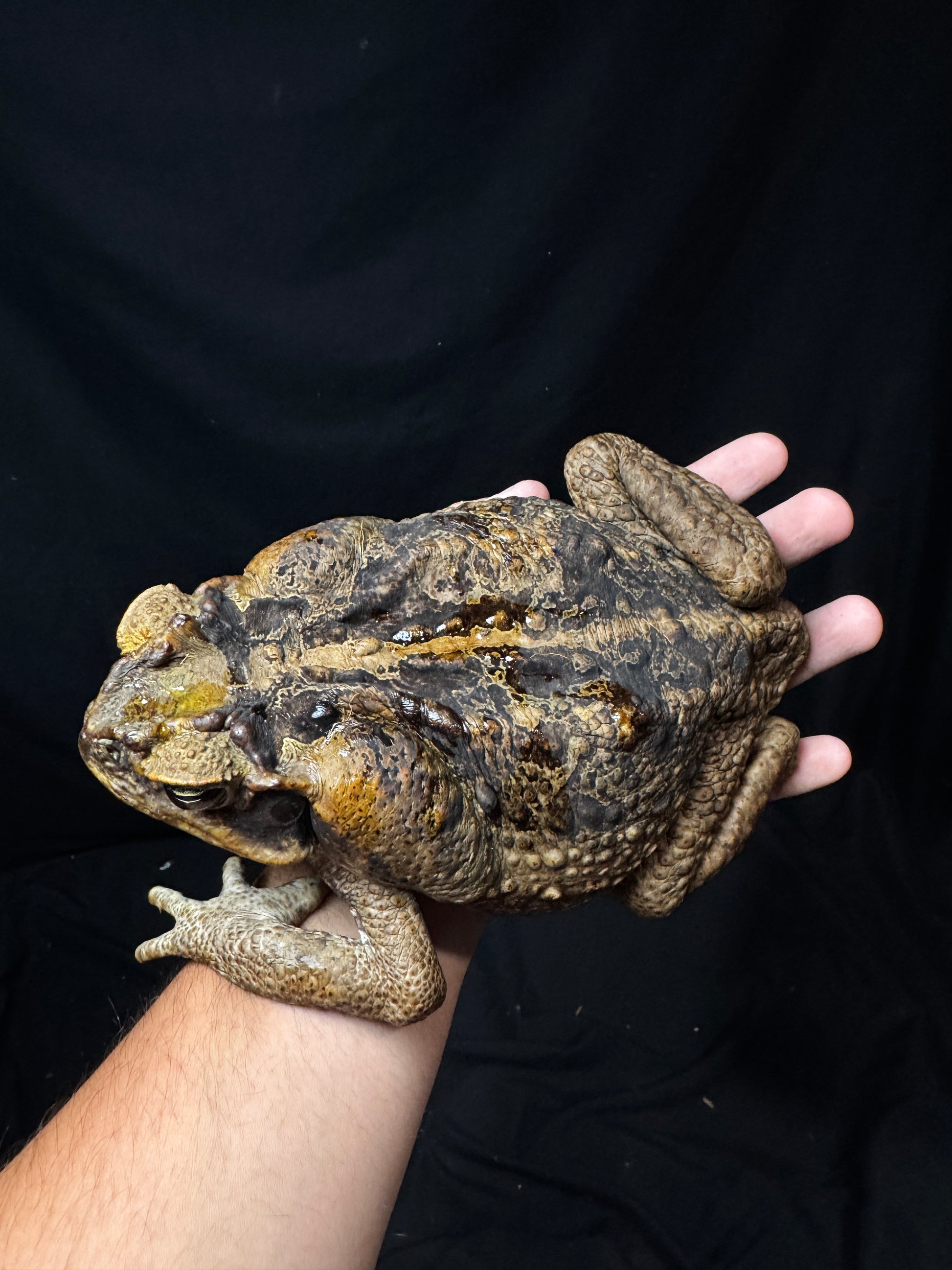 #3 XXL Marine Toad!