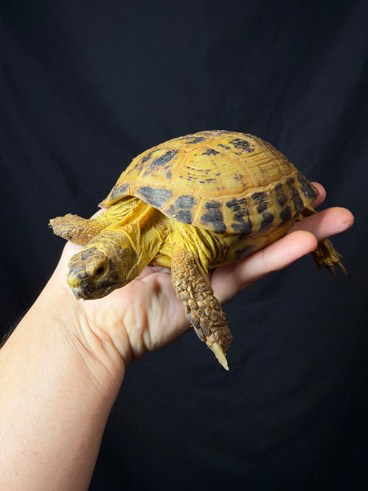 #4 Russian Tortoise Male