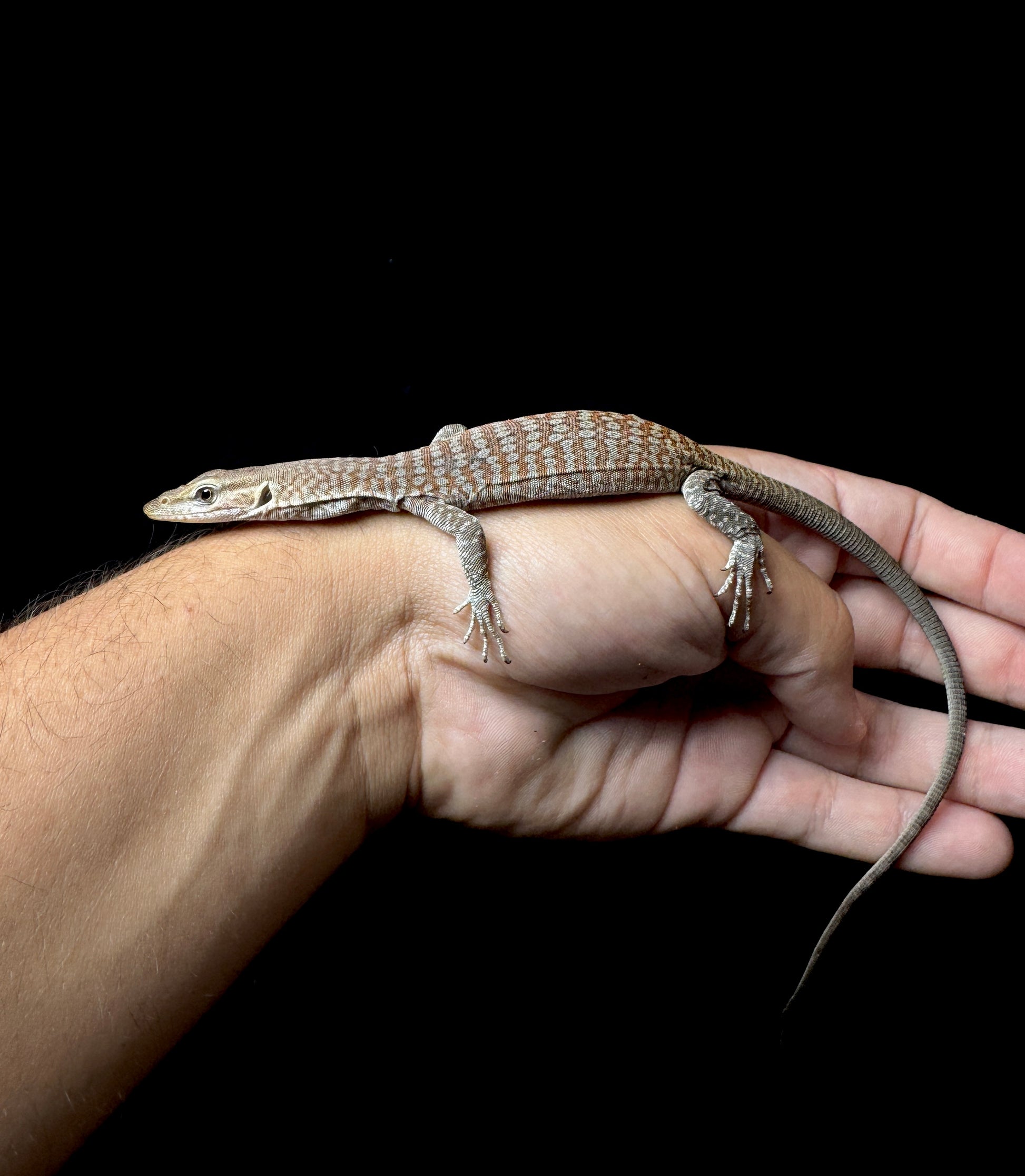 #1 USACB Freckle Monitor