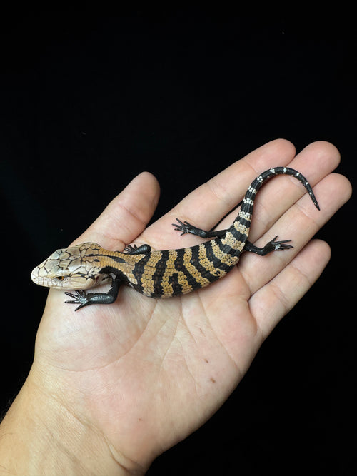 #1 Blue Tongue Skink