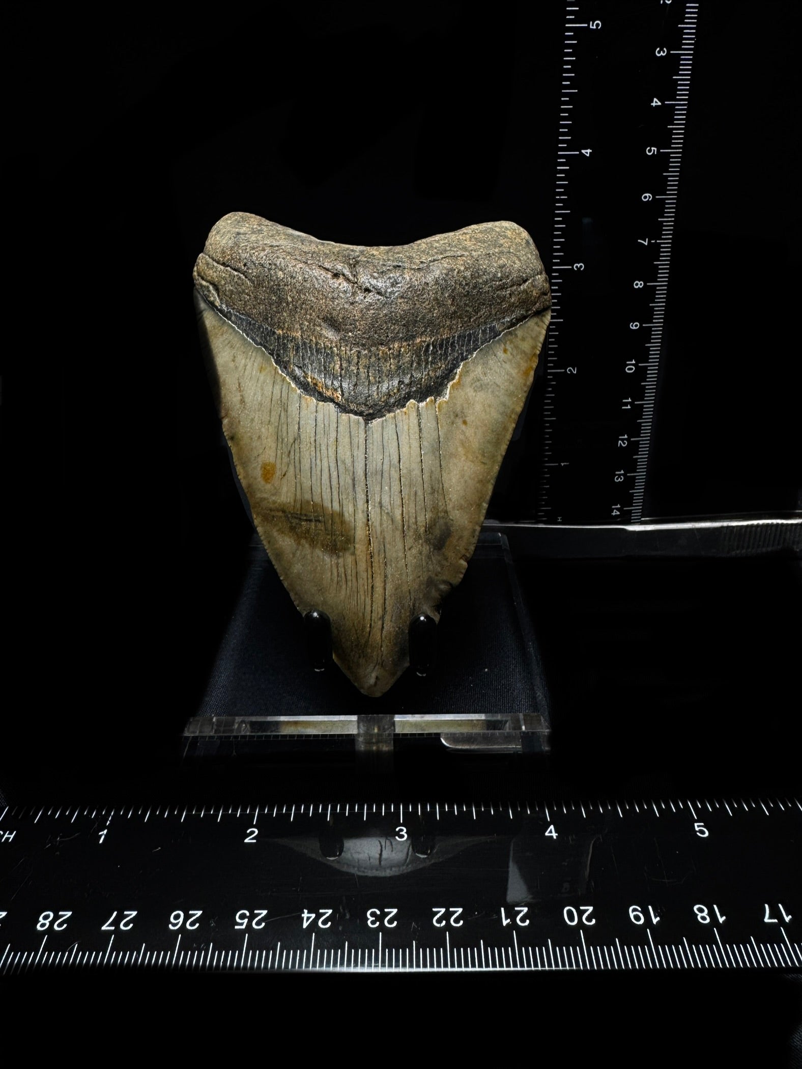 #7 4.25” Meg Tooth
