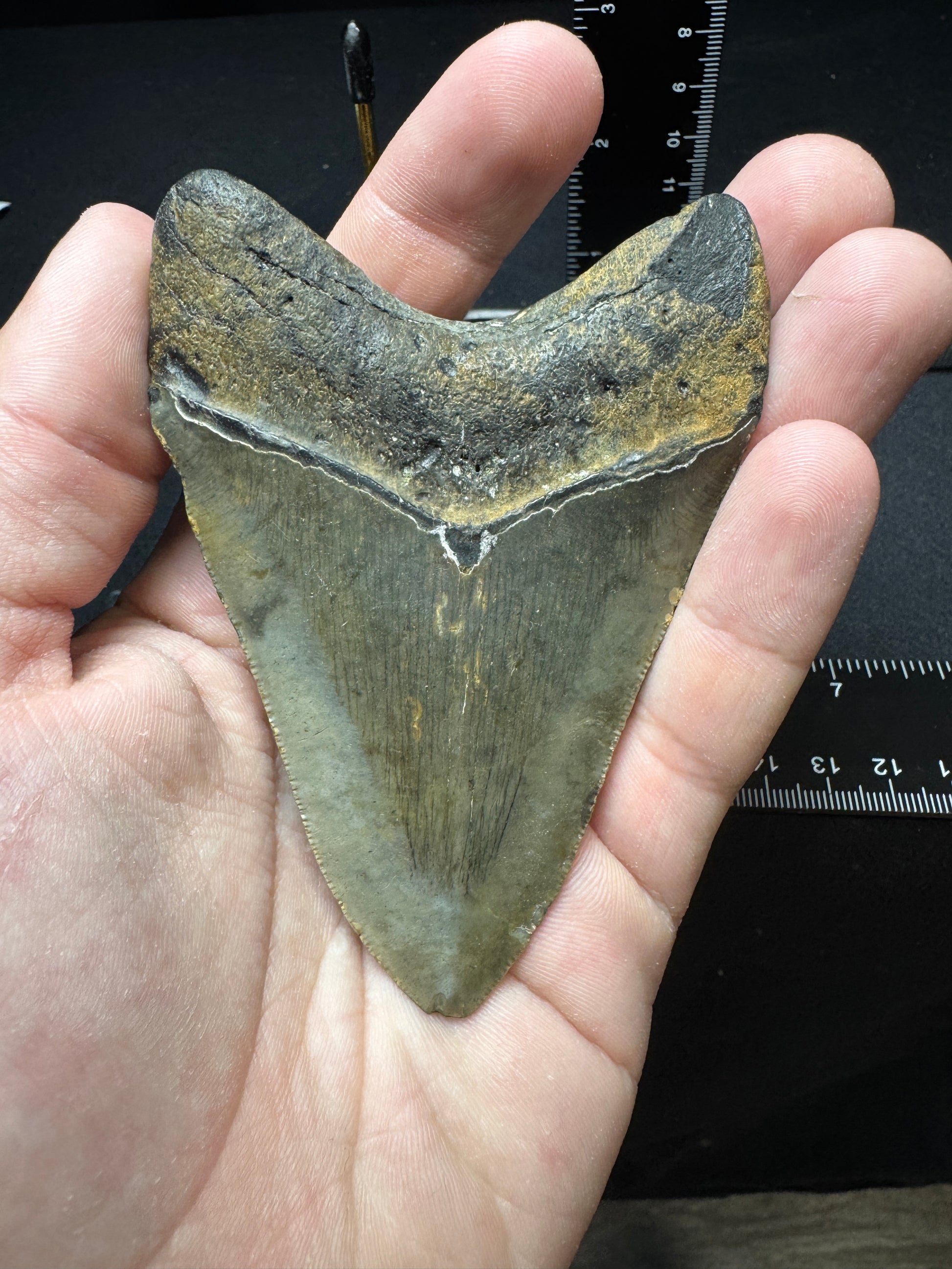 #13 3.75” Meg Tooth