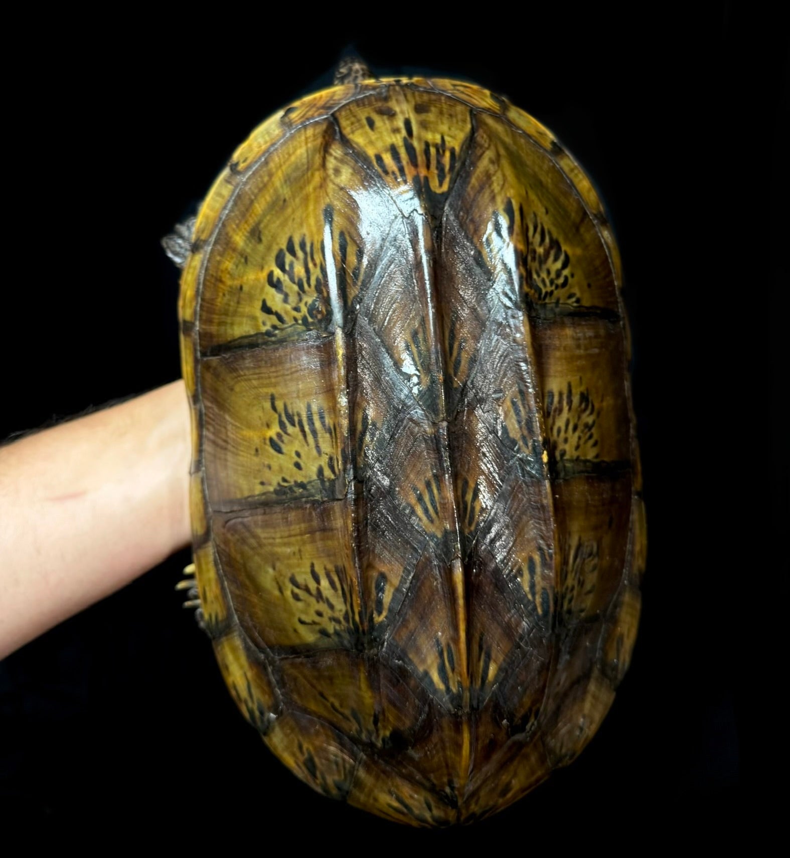 #2 Male GIANT Mexican Musk
