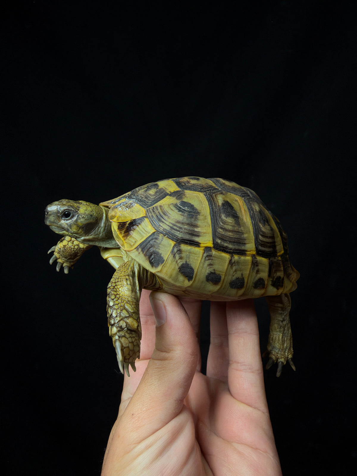 #8 Female Hermann’s Tortoise
