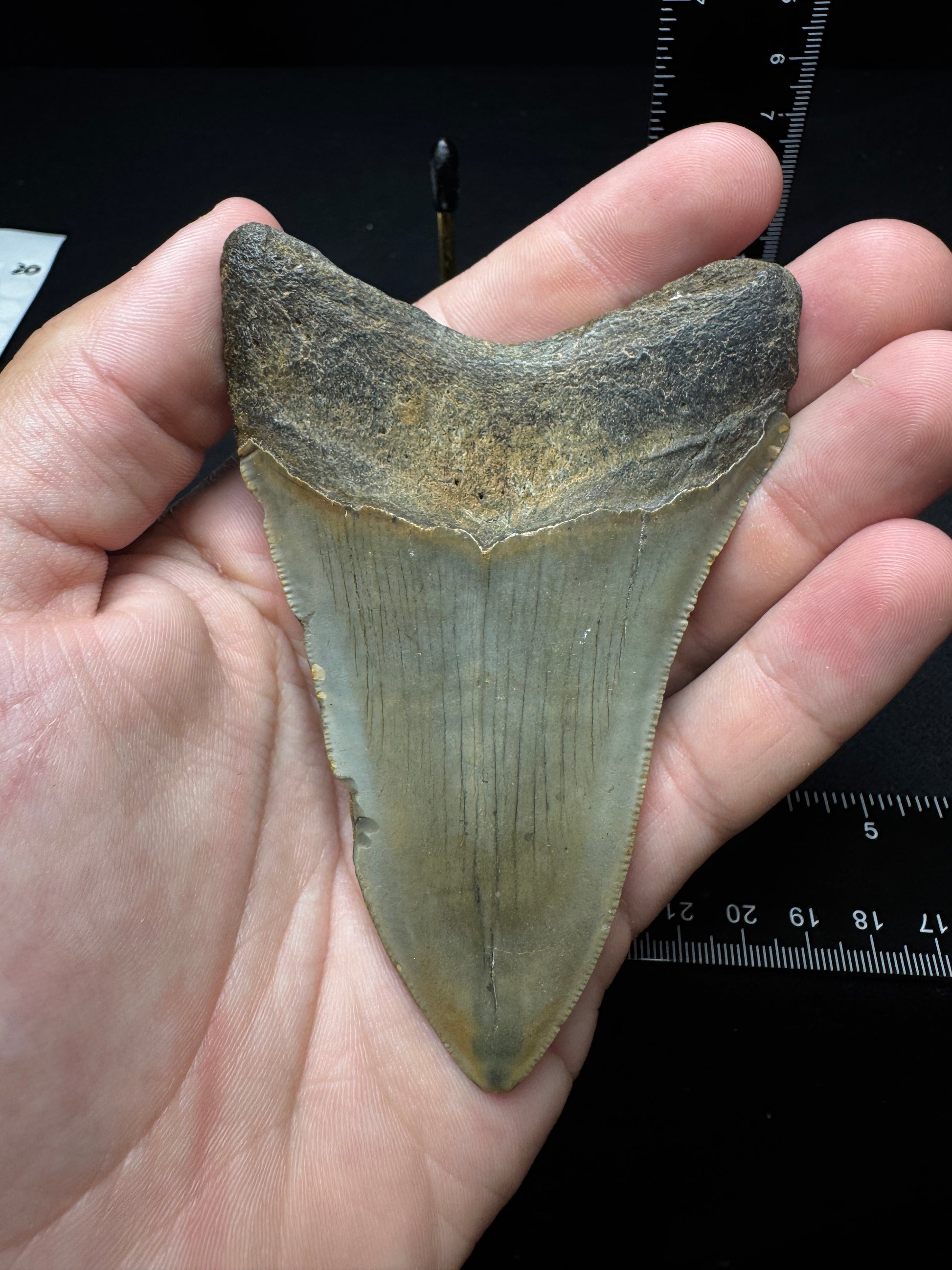 #11 3.75” Meg Tooth