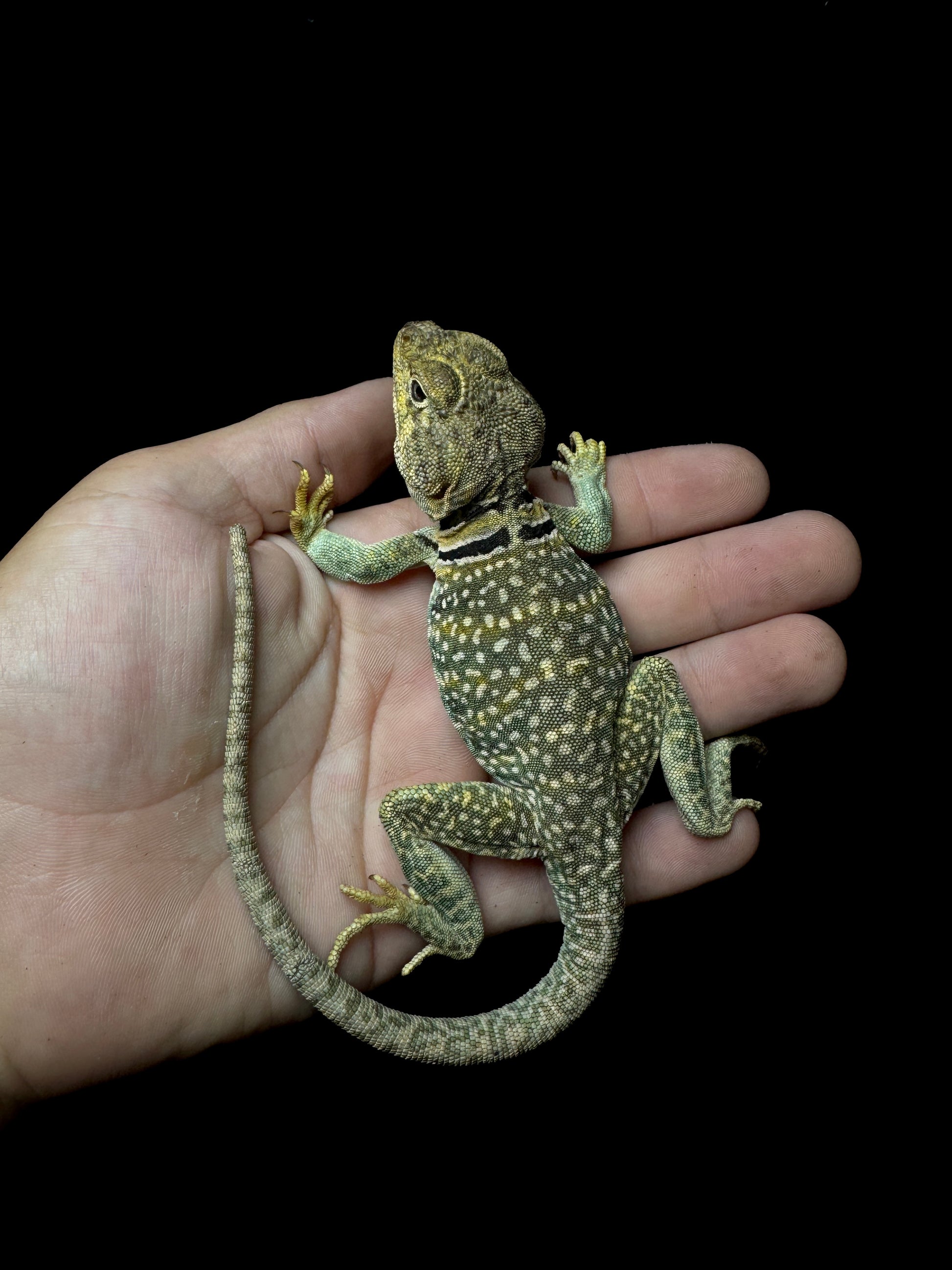Aquaflame Blue Collard Lizards