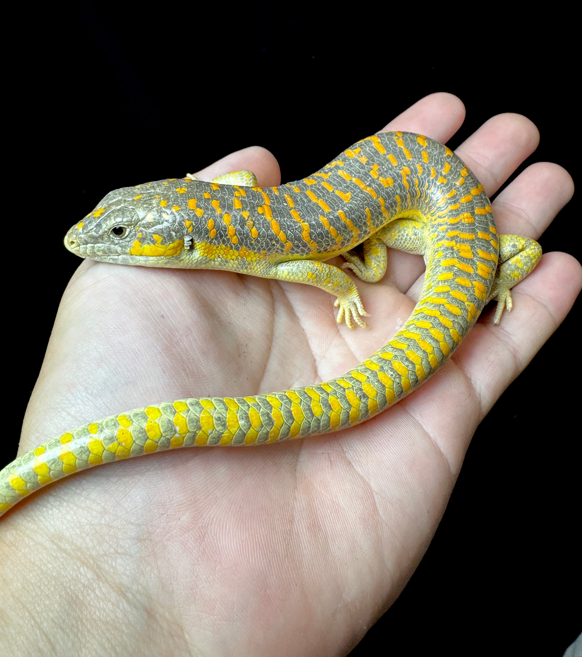 Schneider Skink