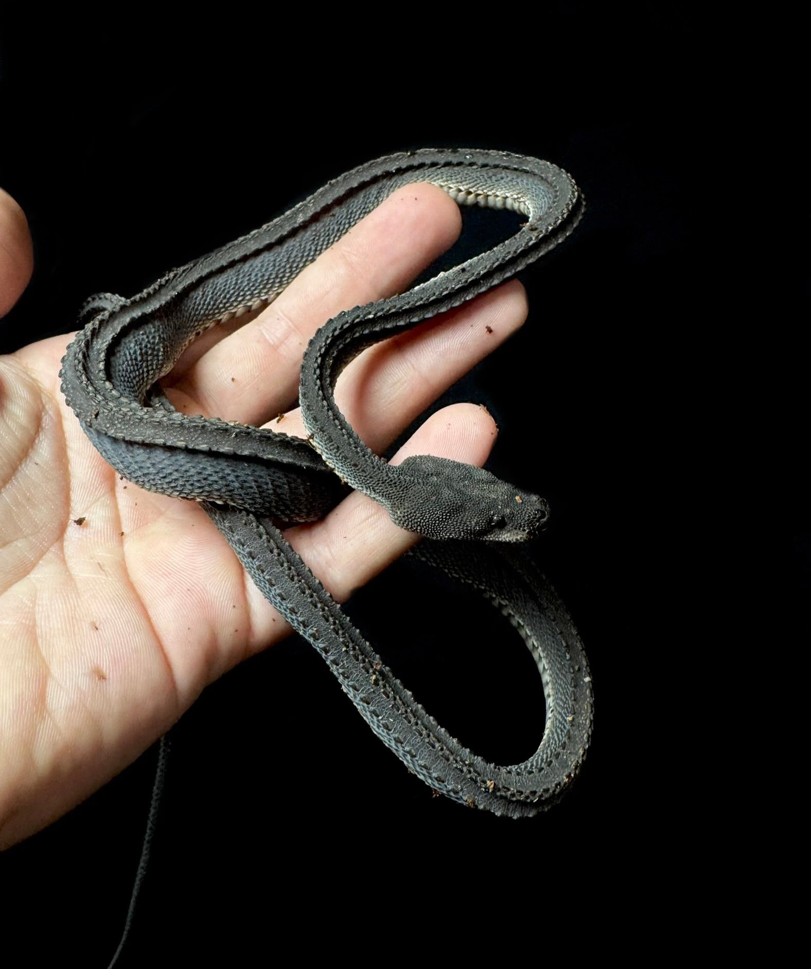GIANT Dragon Snake!