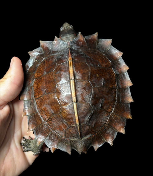 4” Spiny Hill Turtle!
