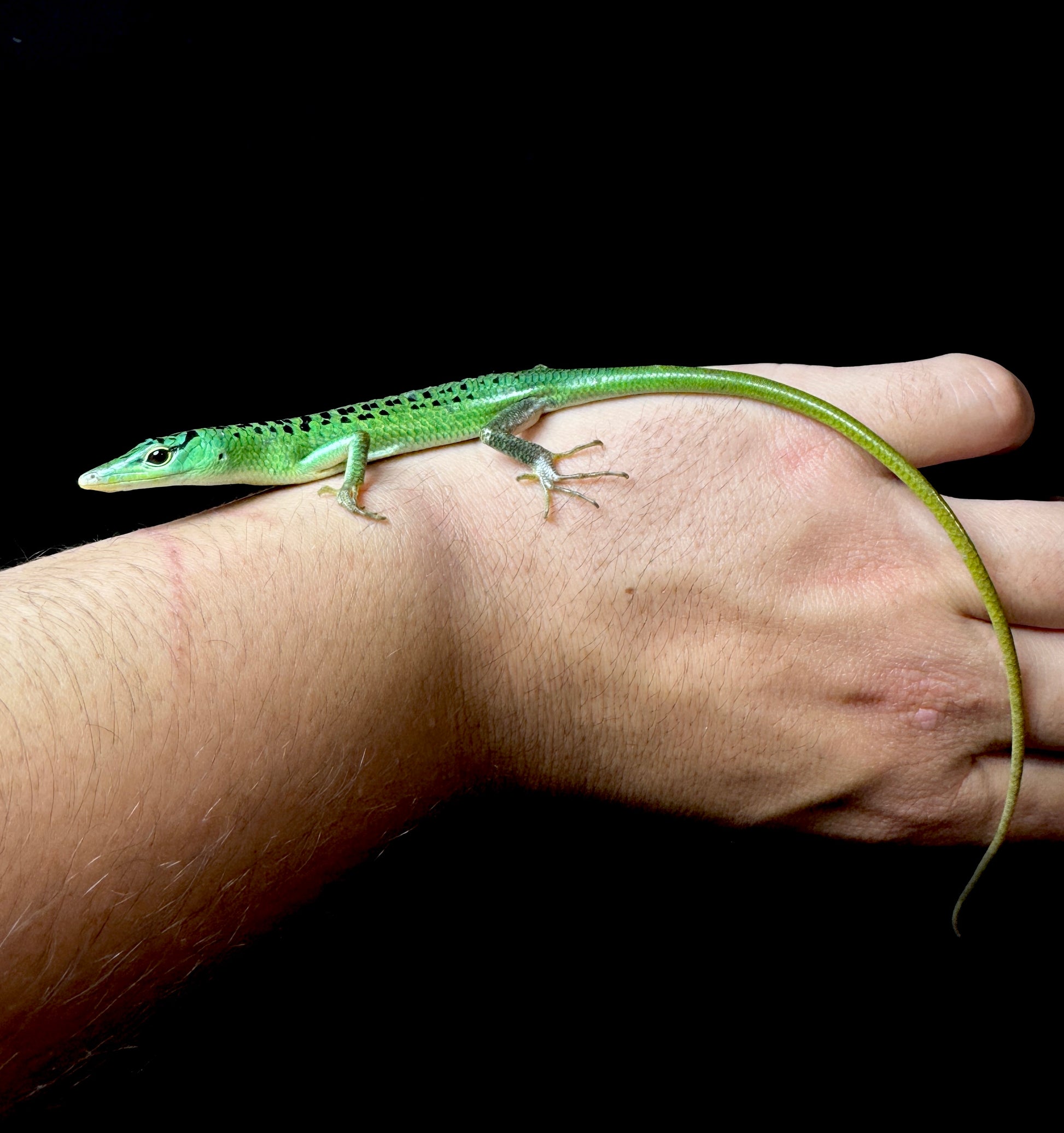 #2 Young FEMALE black spotted emerald tree skink!