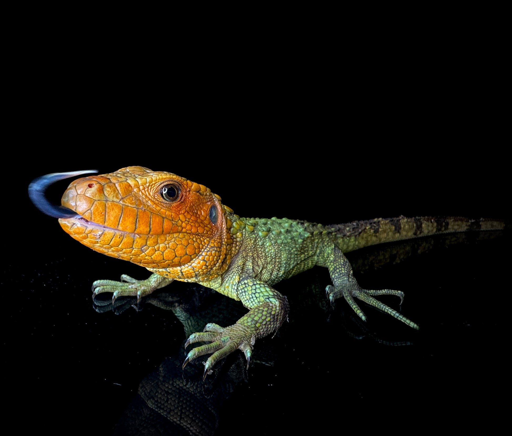 Caiman Lizard!