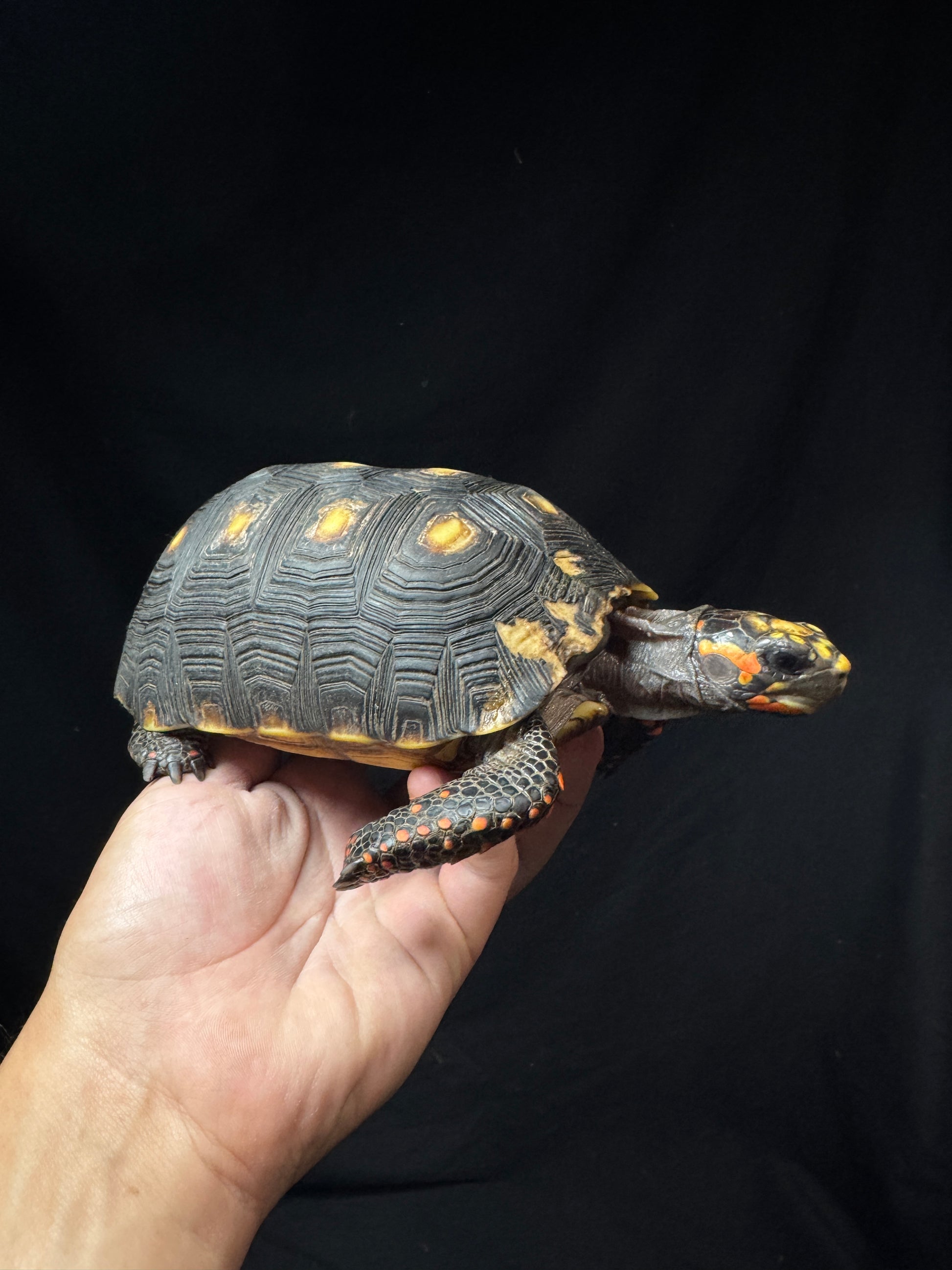 Female Redfoot B Grade