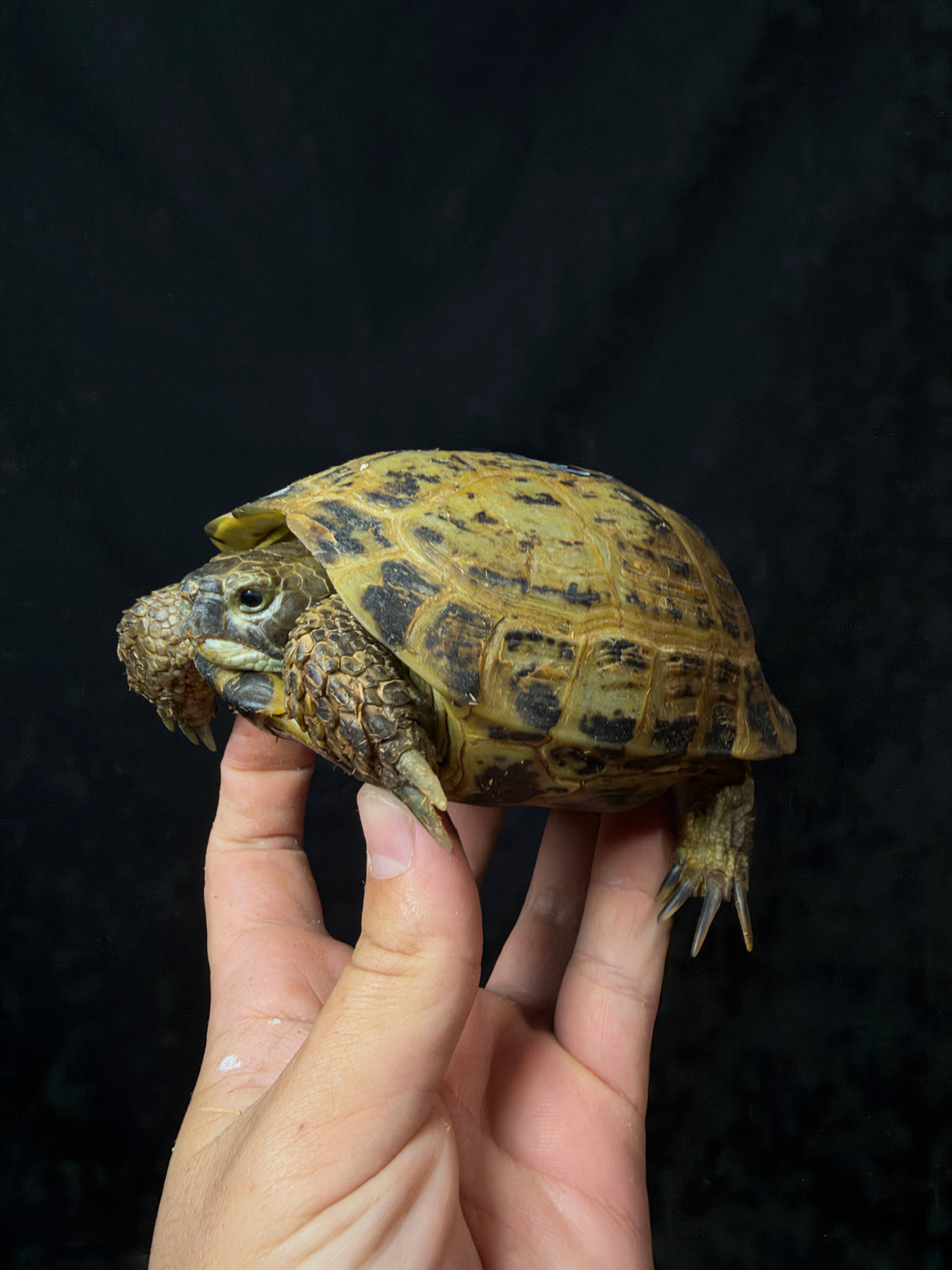 #6 Russian Tortoise Male