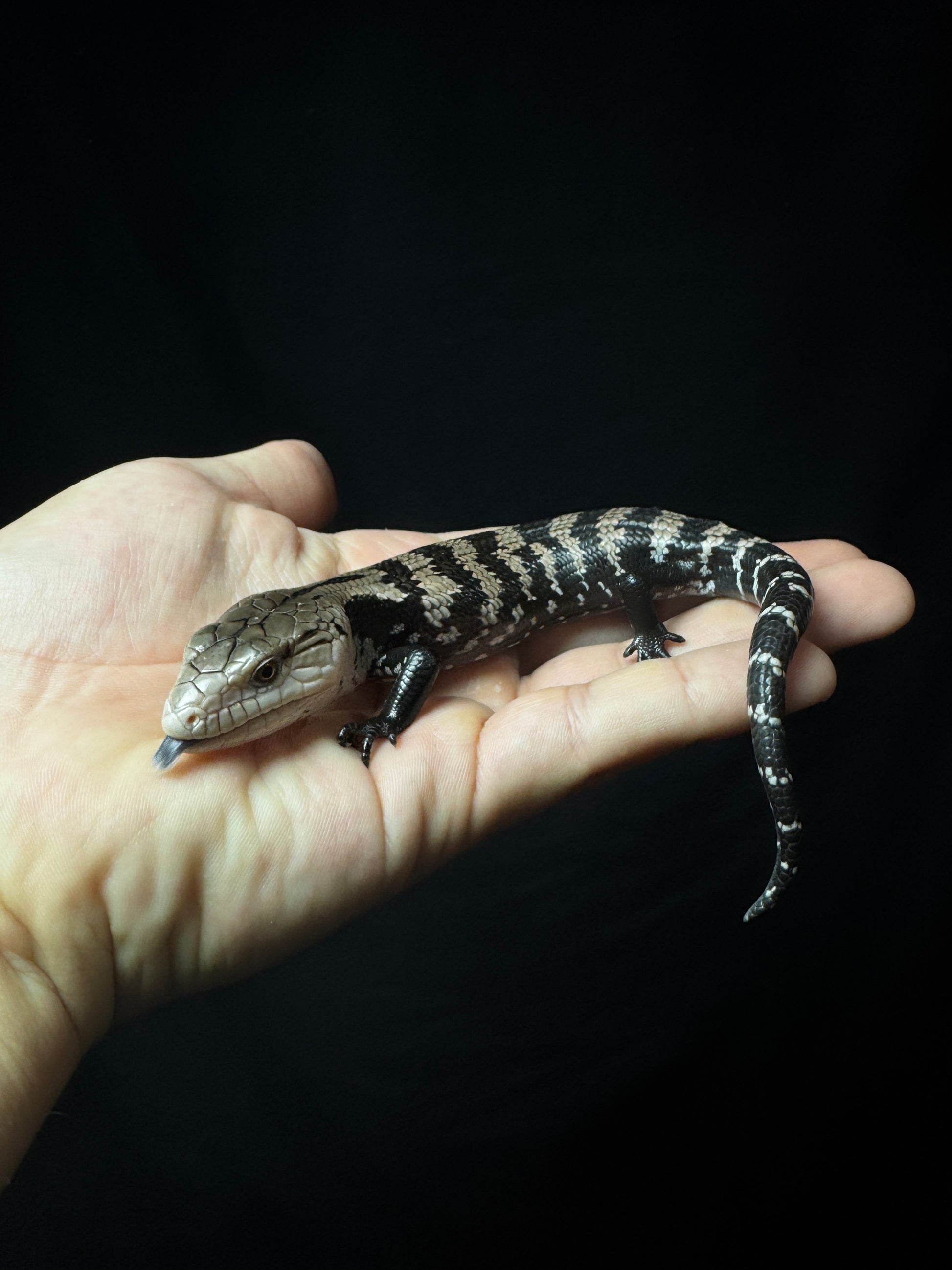 #31 Blue Tongue Skink